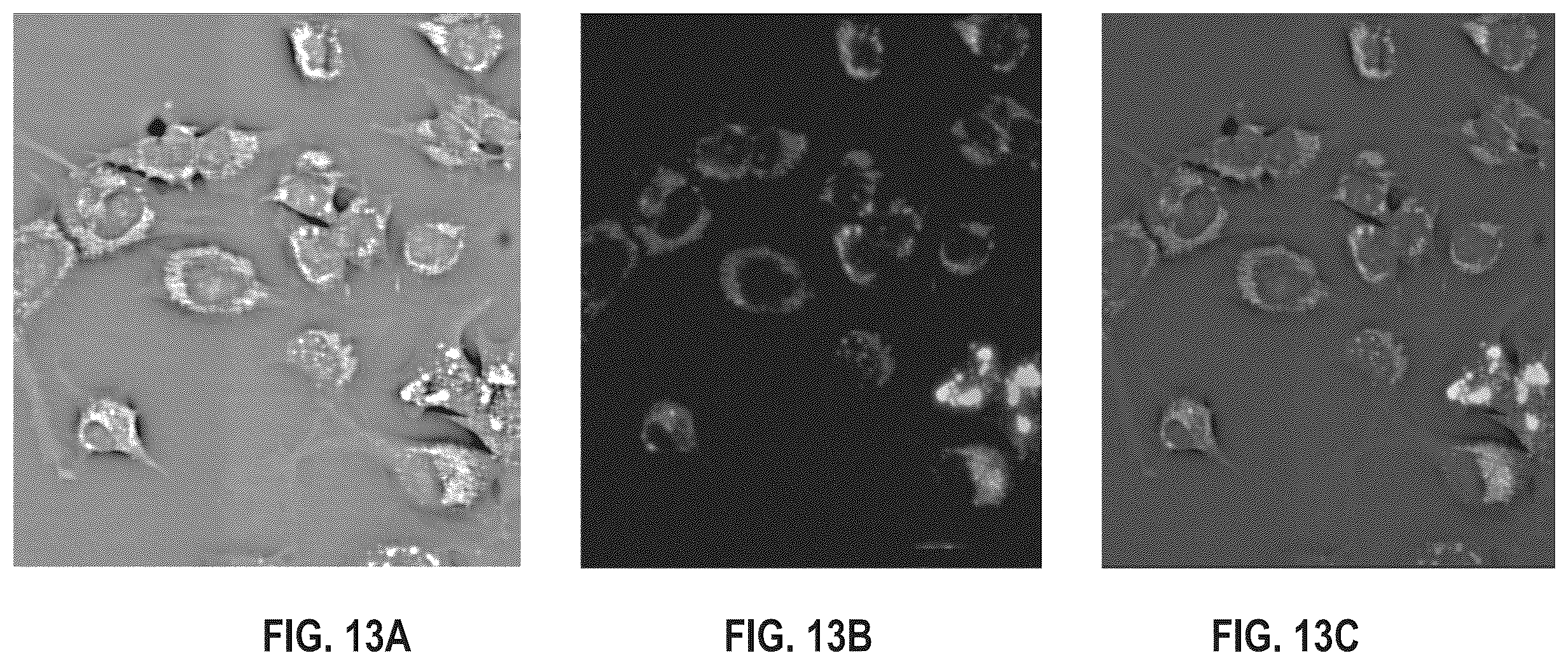 Patent US12332970 Figure 20 – Biological image transformation using machine-learning models