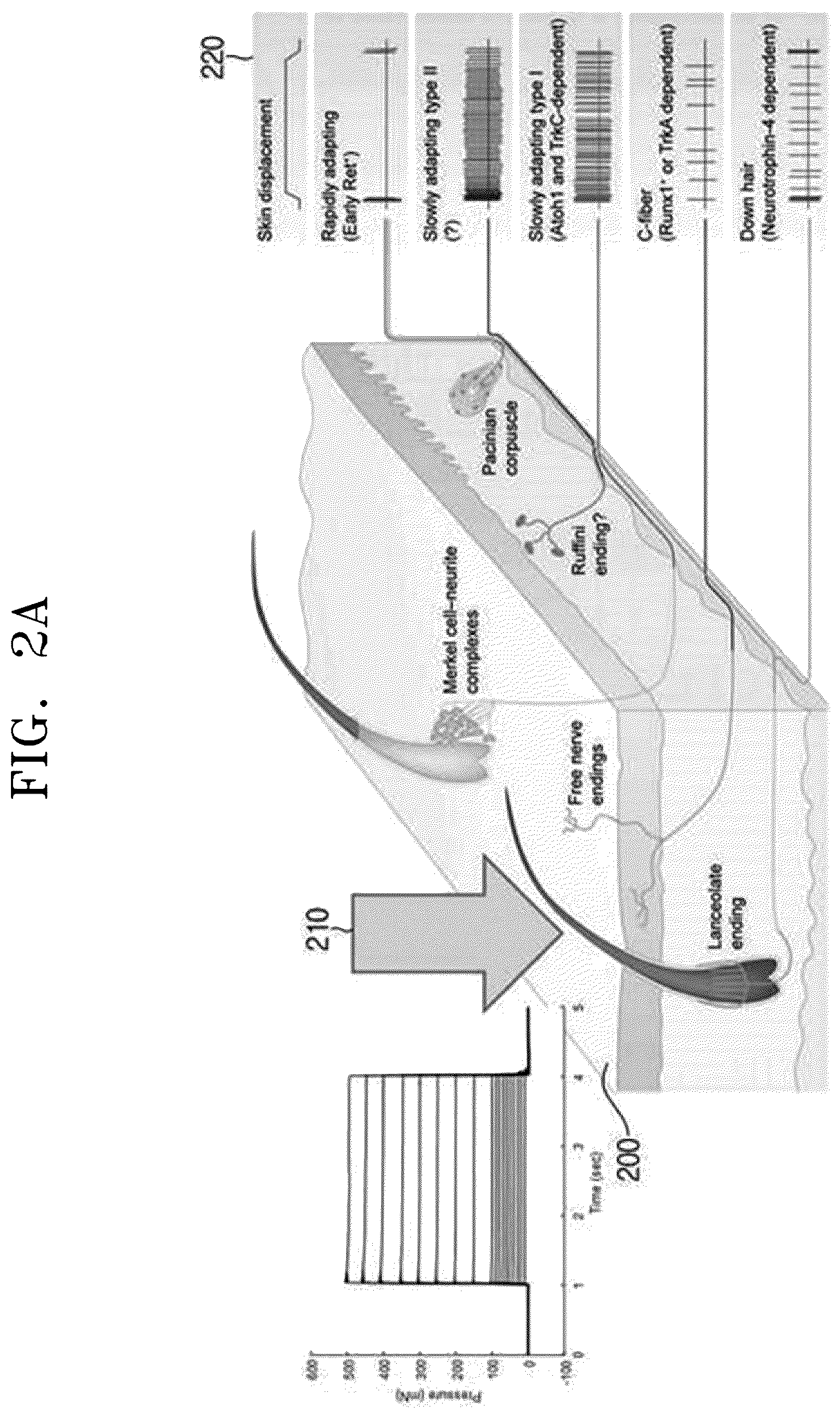Patent US12333076 Figure 2 – Virtual tactile stimulation device and method for matching nerve stimulation pattern and virtual space object having impedance