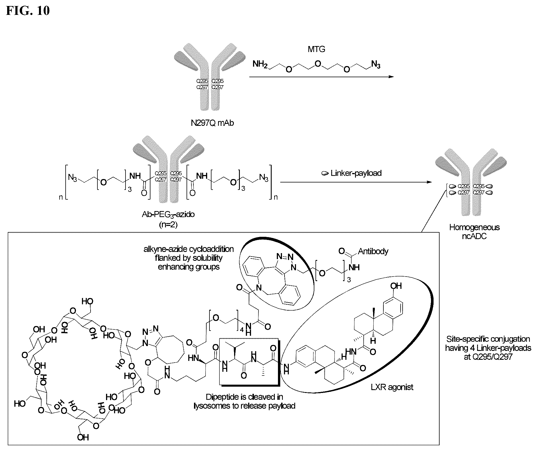 Patent US12338199 Figure 18 – Bis-octahydrophenanthrene carboxamides and protein conjugates thereof