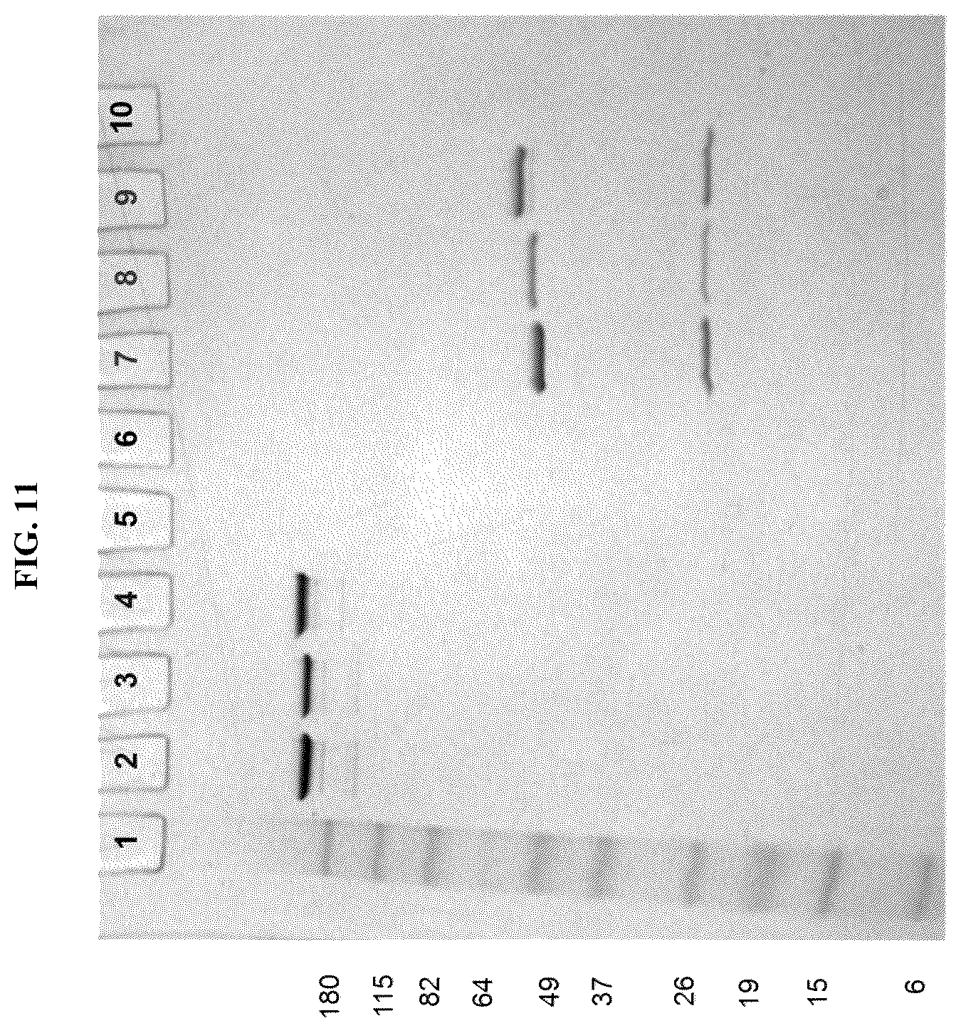 Patent US12338199 Figure 19 – Bis-octahydrophenanthrene carboxamides and protein conjugates thereof