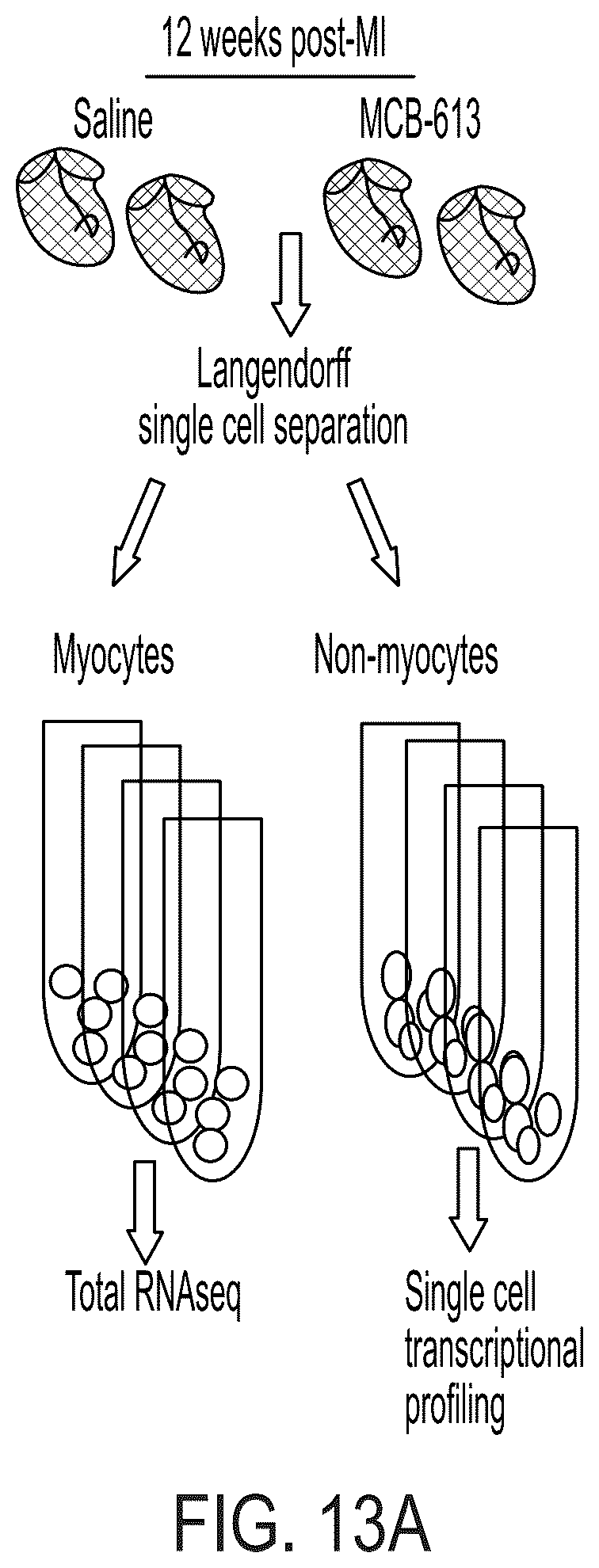 Patent US12338229 Figure 16 – Small molecule stimulators of steroid receptor coactivator-3 and methods of their use as cardioprotective and/or vascular regenerative agents
