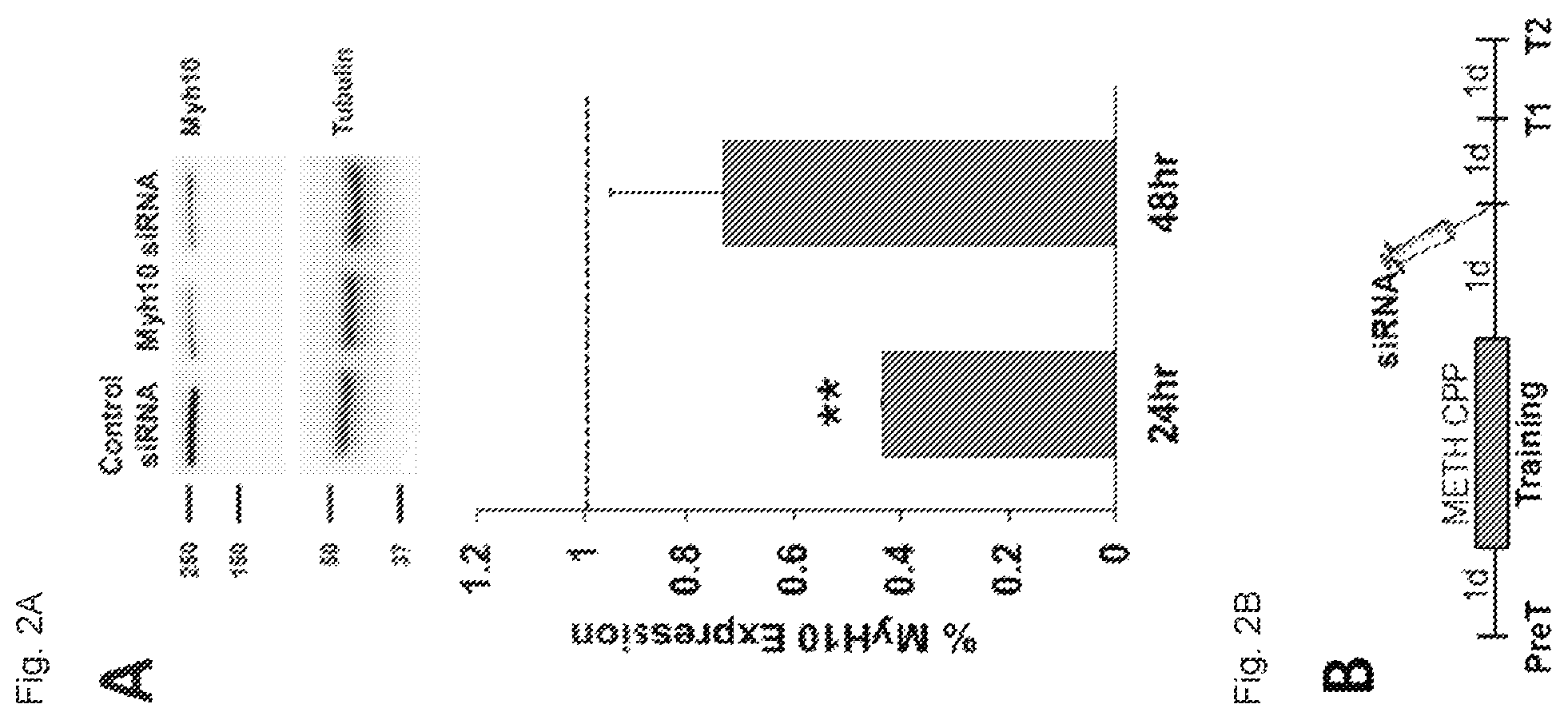 Patent US12338240 Figure 2 – Nonmuscle myosin ii inhibitors