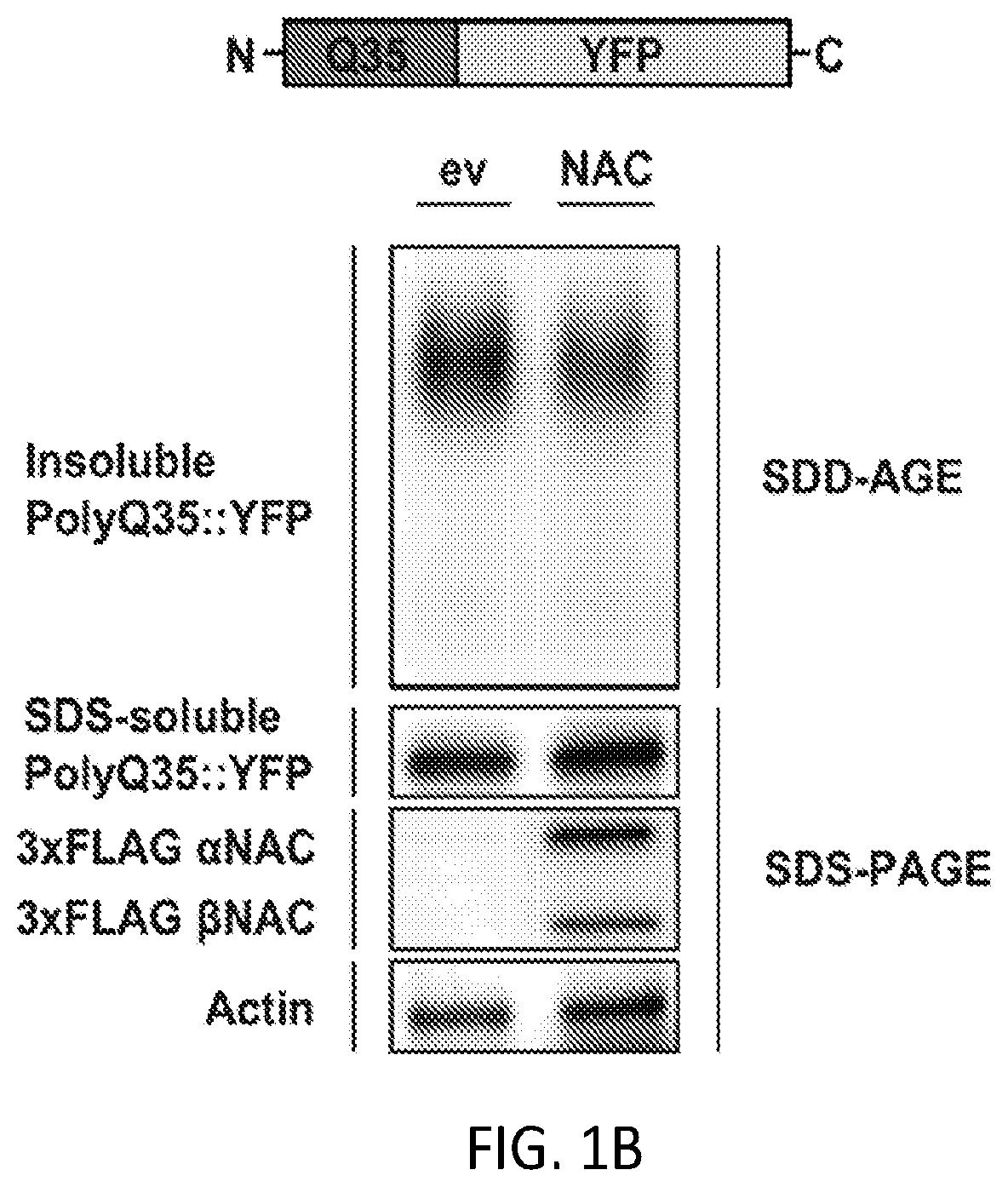 Patent US12338268 Figure 2 – Compositions and methods for treating protein aggregation-associated diseases