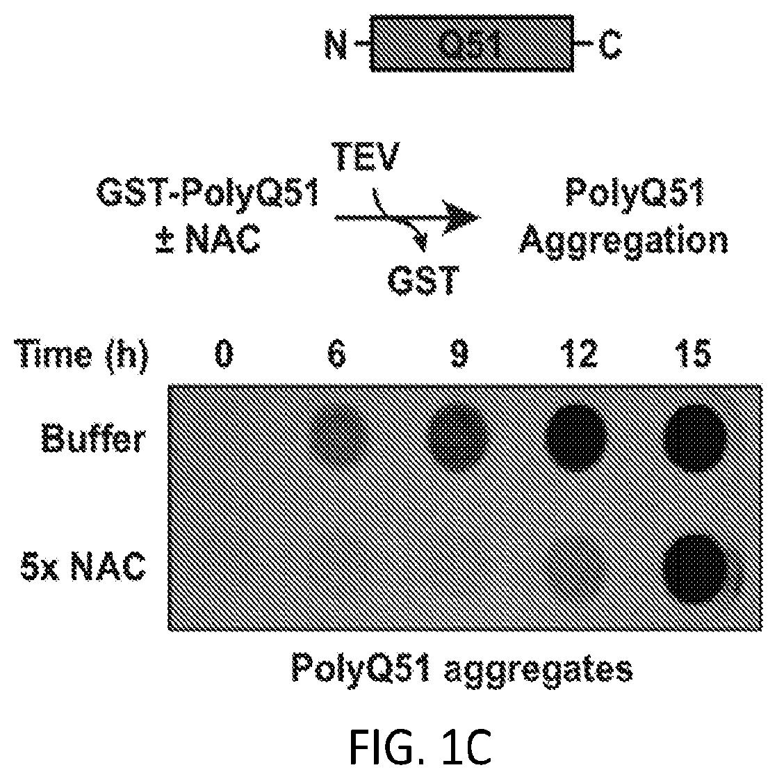 Patent US12338268 Figure 3 – Compositions and methods for treating protein aggregation-associated diseases