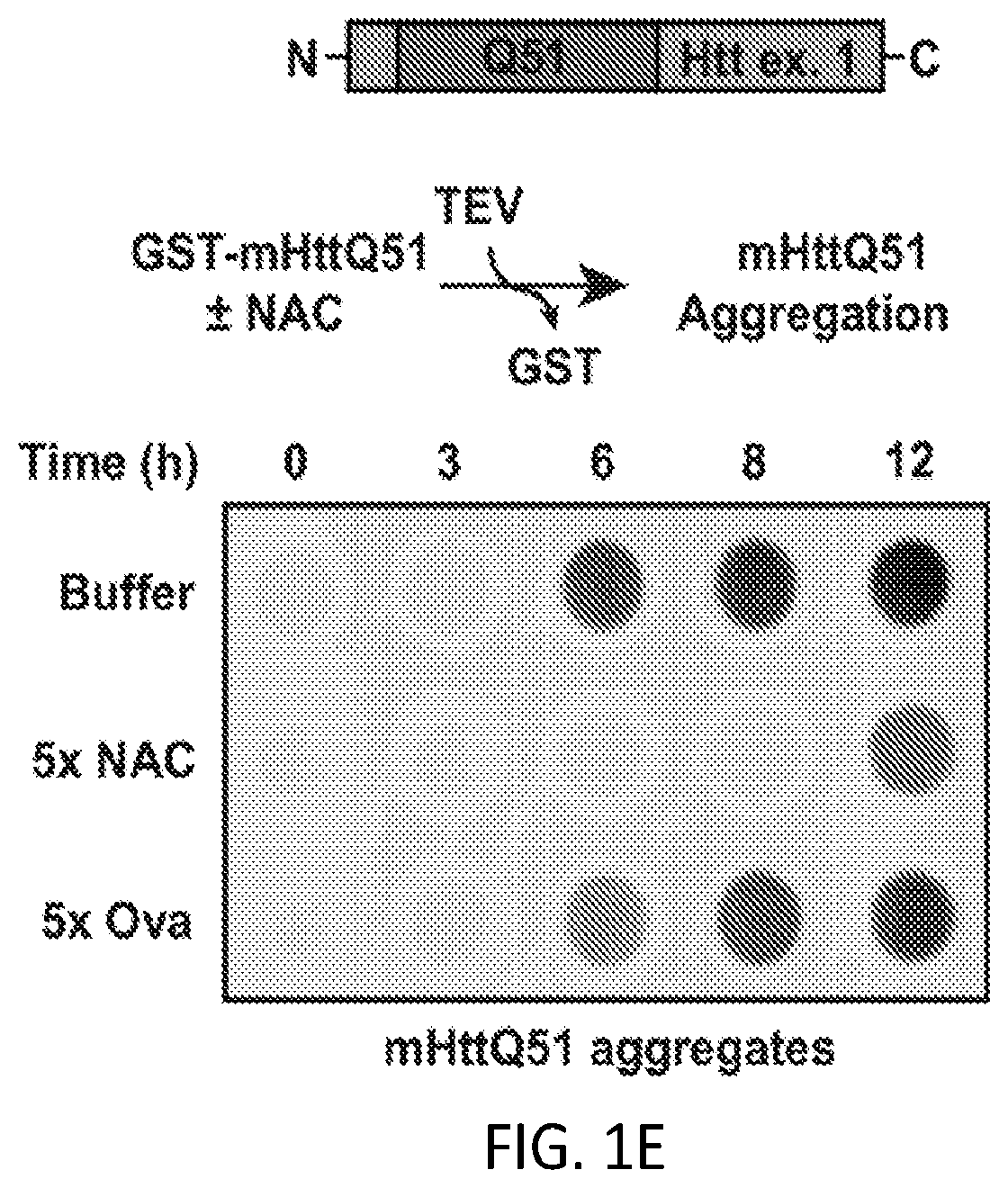 Patent US12338268 Figure 5 – Compositions and methods for treating protein aggregation-associated diseases