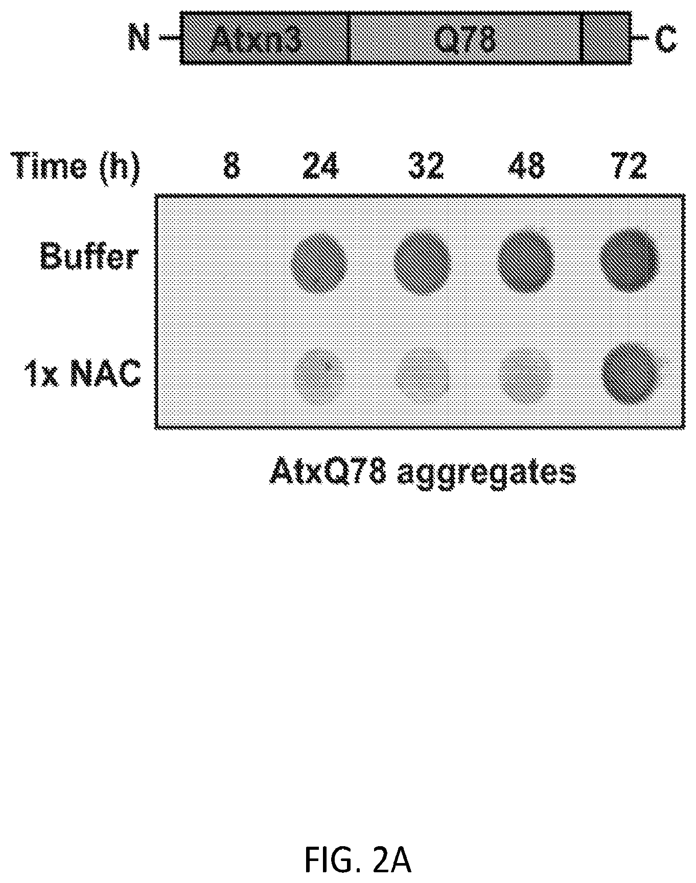 Patent US12338268 Figure 7 – Compositions and methods for treating protein aggregation-associated diseases