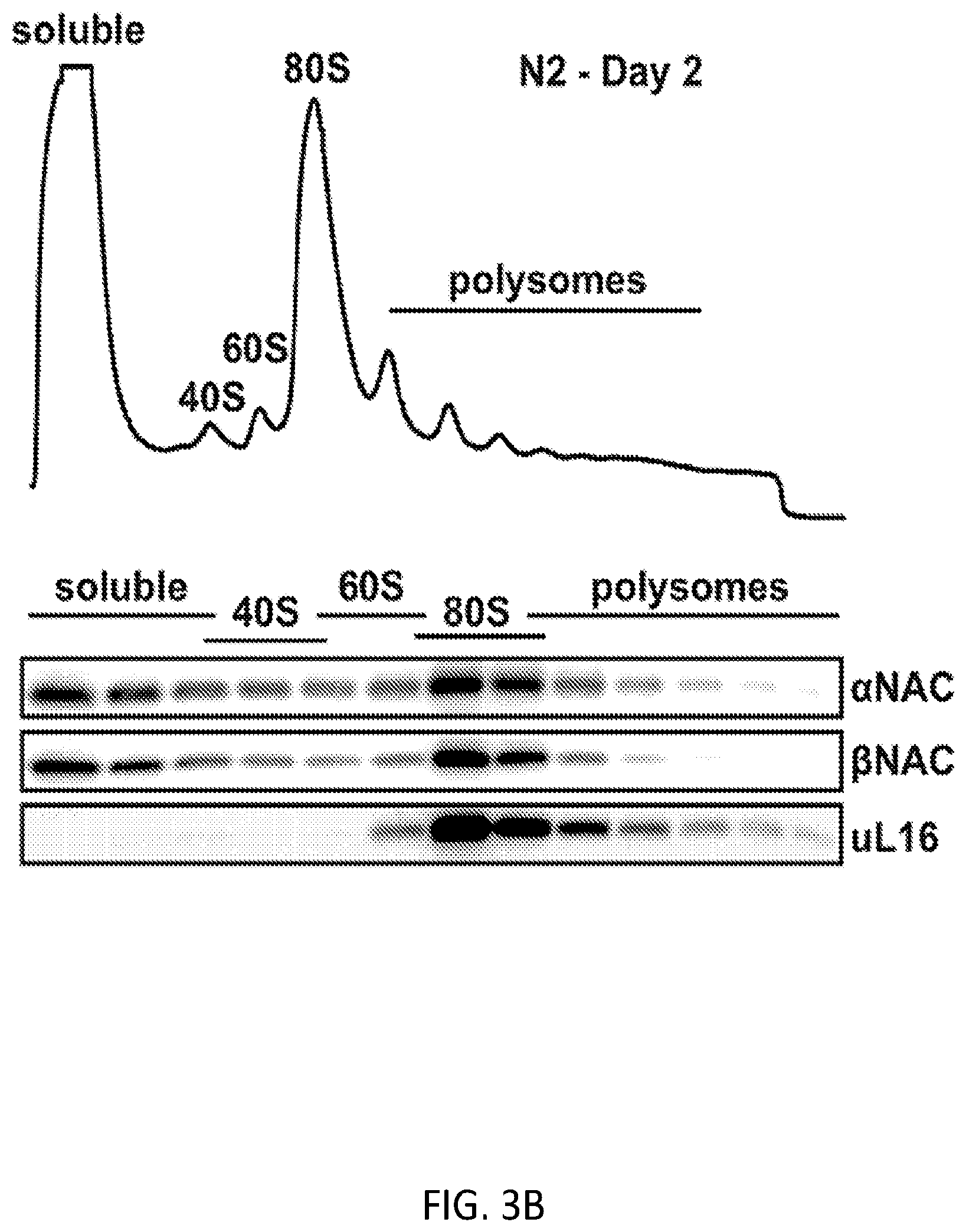 Patent US12338268 Figure 11 – Compositions and methods for treating protein aggregation-associated diseases
