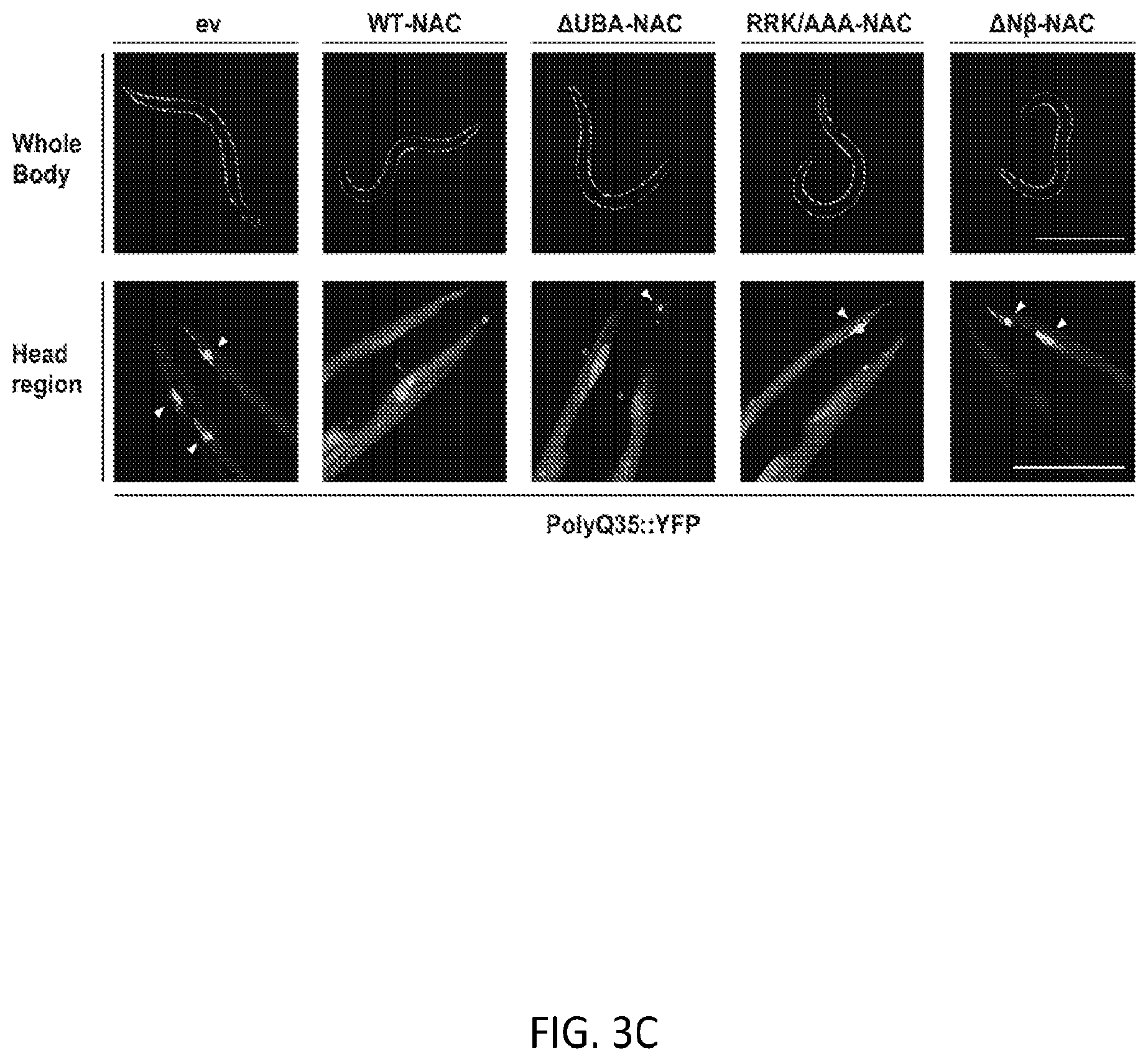 Patent US12338268 Figure 12 – Compositions and methods for treating protein aggregation-associated diseases