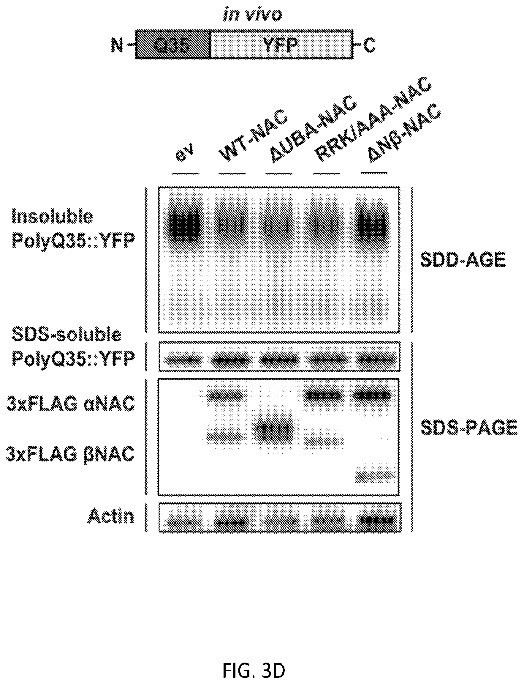 Patent US12338268 Figure 13 – Compositions and methods for treating protein aggregation-associated diseases