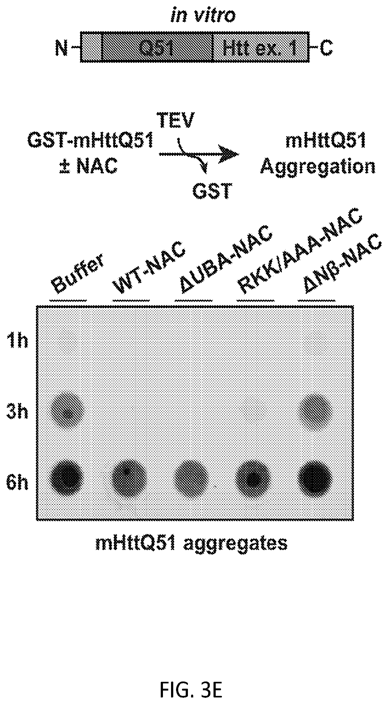 Patent US12338268 Figure 14 – Compositions and methods for treating protein aggregation-associated diseases