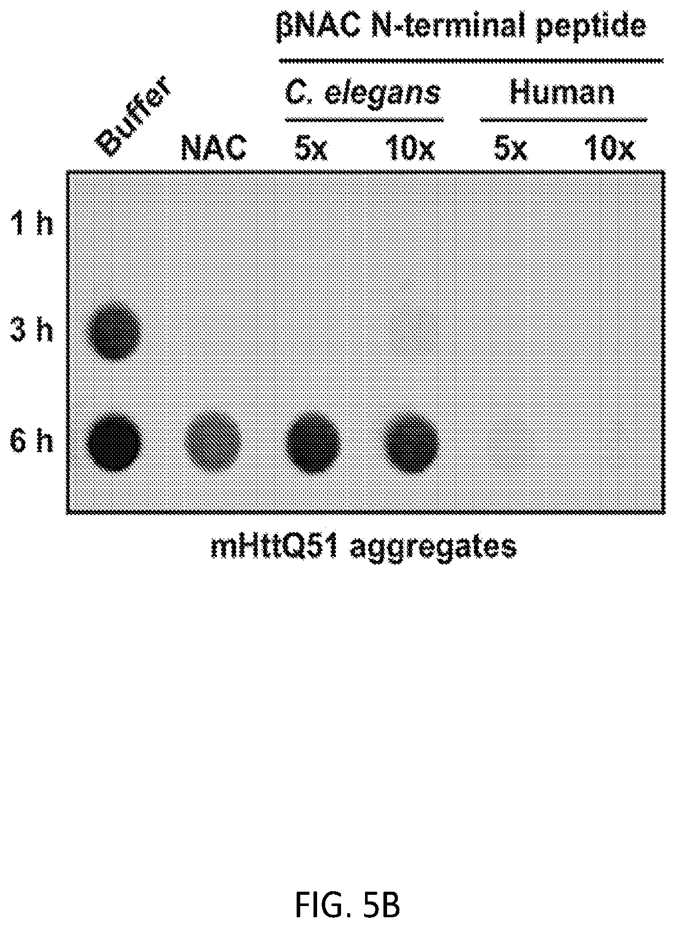 Patent US12338268 Figure 20 – Compositions and methods for treating protein aggregation-associated diseases