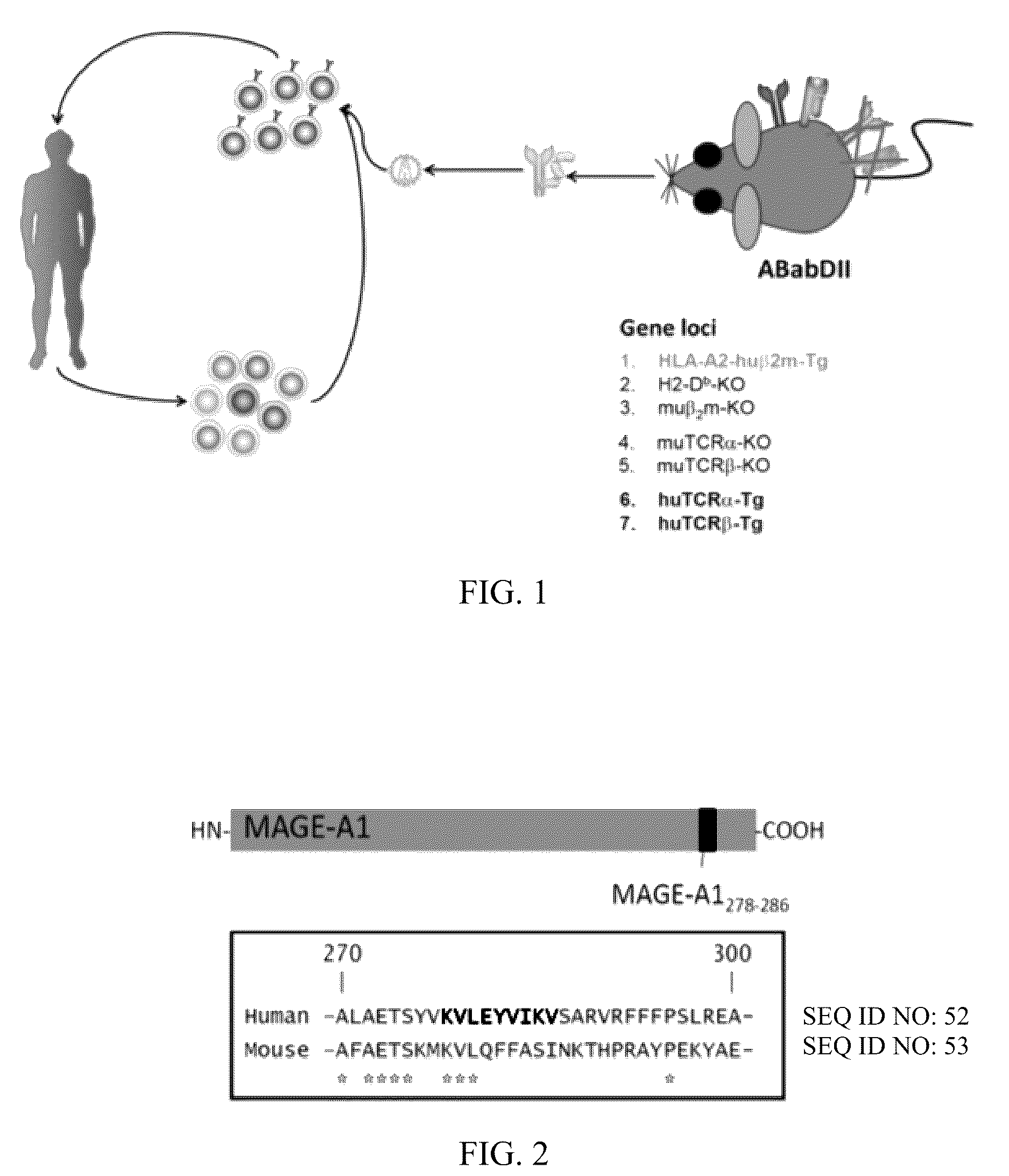 Patent US12338272 Figure 1 – High avidity antigen recognizing constructs
