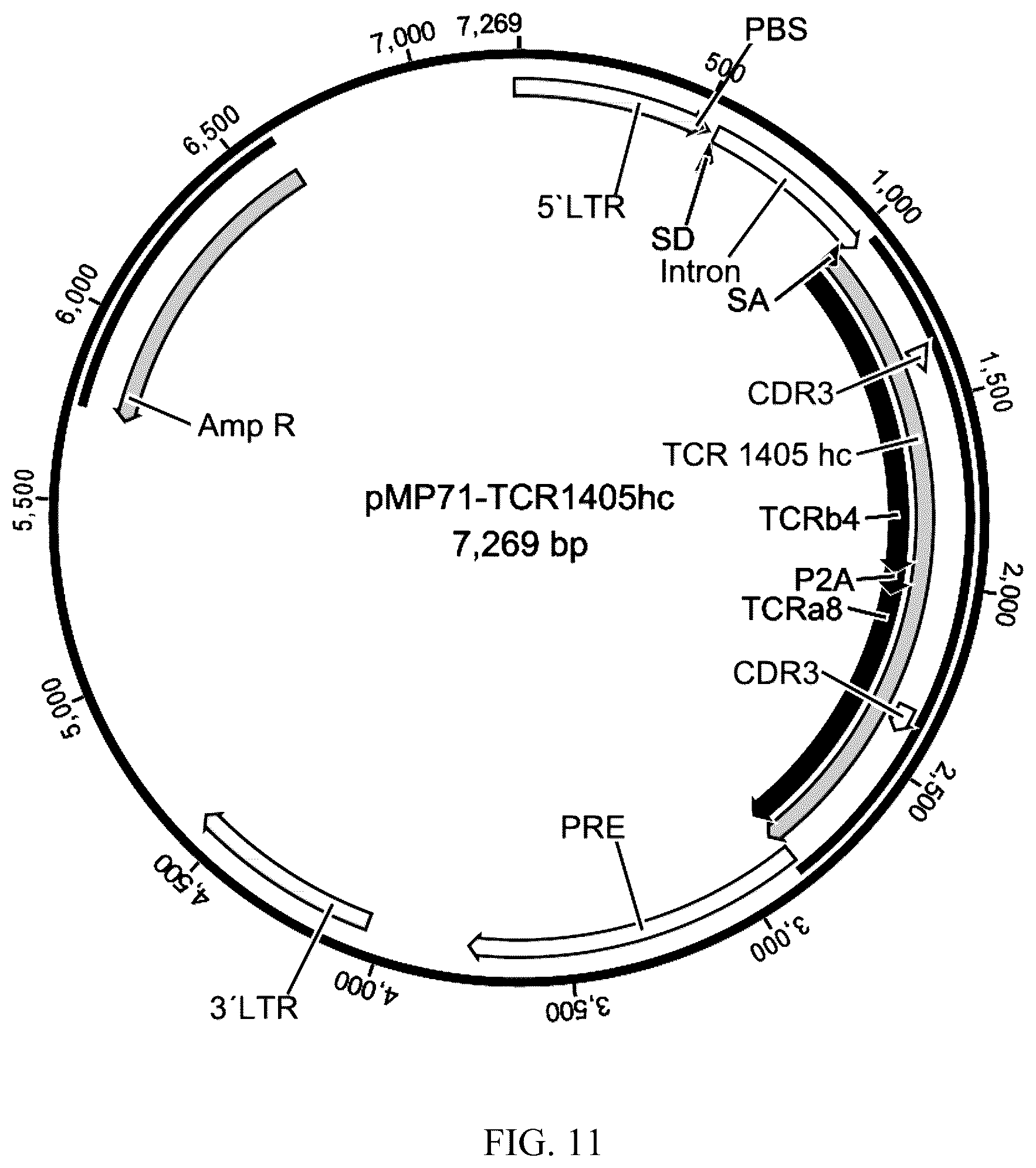 Patent US12338272 Figure 9 – High avidity antigen recognizing constructs