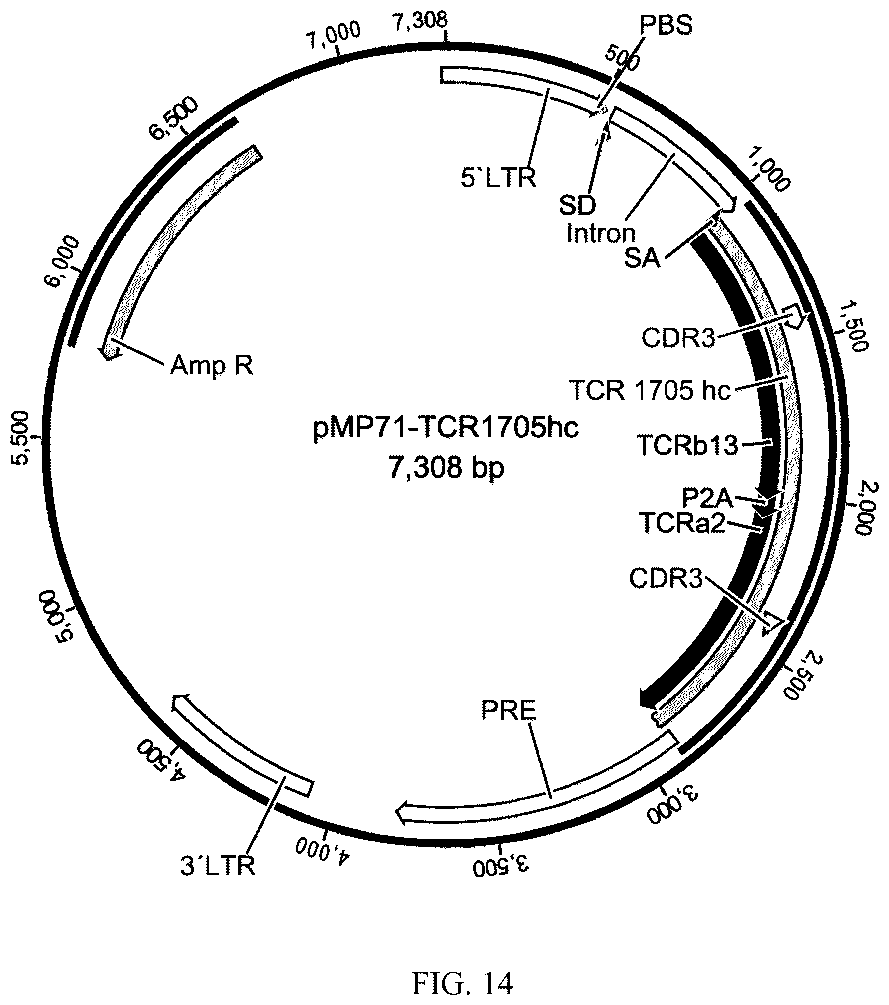 Patent US12338272 Figure 12 – High avidity antigen recognizing constructs