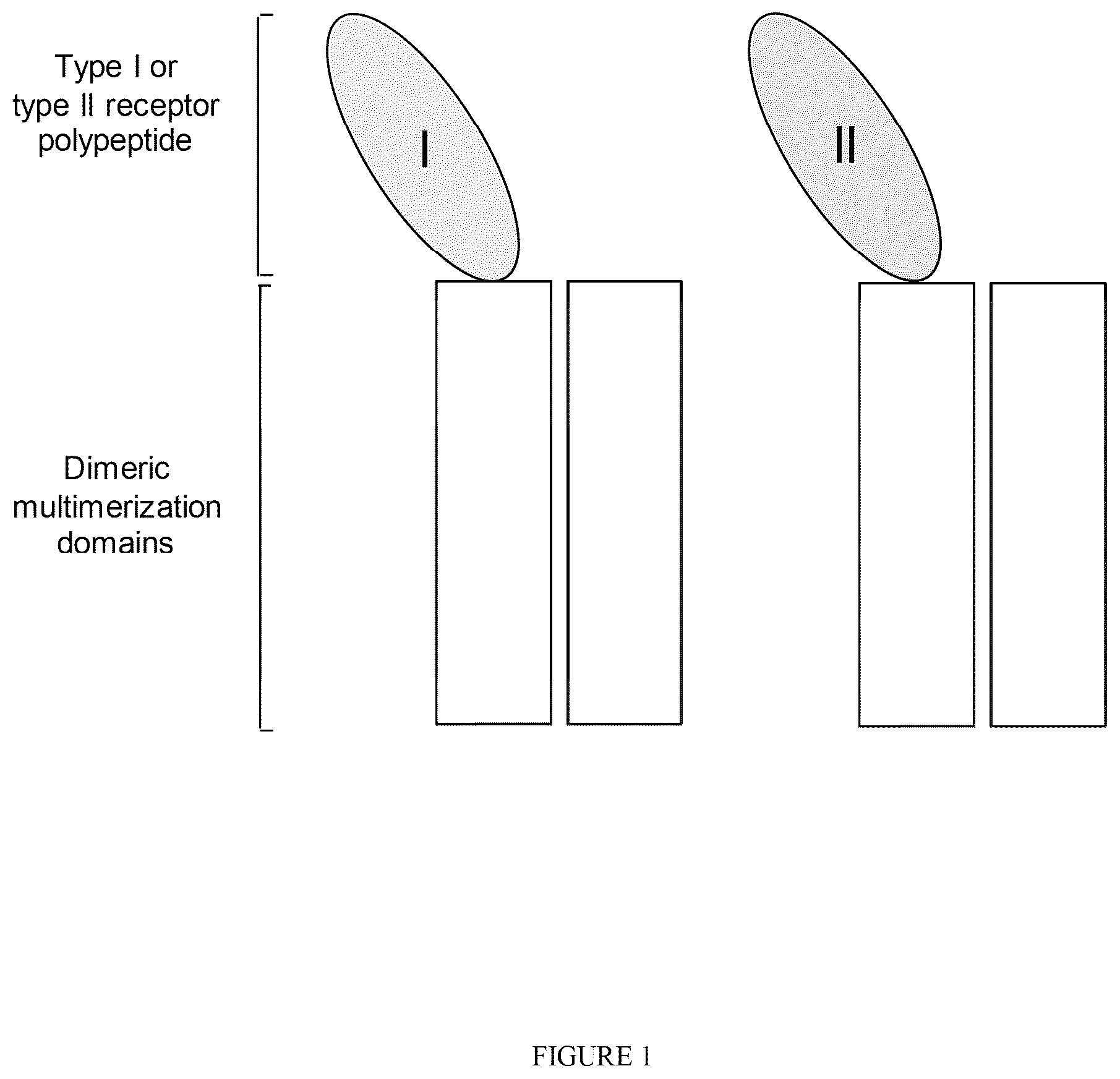 Patent US12338273 Figure 1 – Single-arm type I and type II receptor fusion proteins and uses thereof