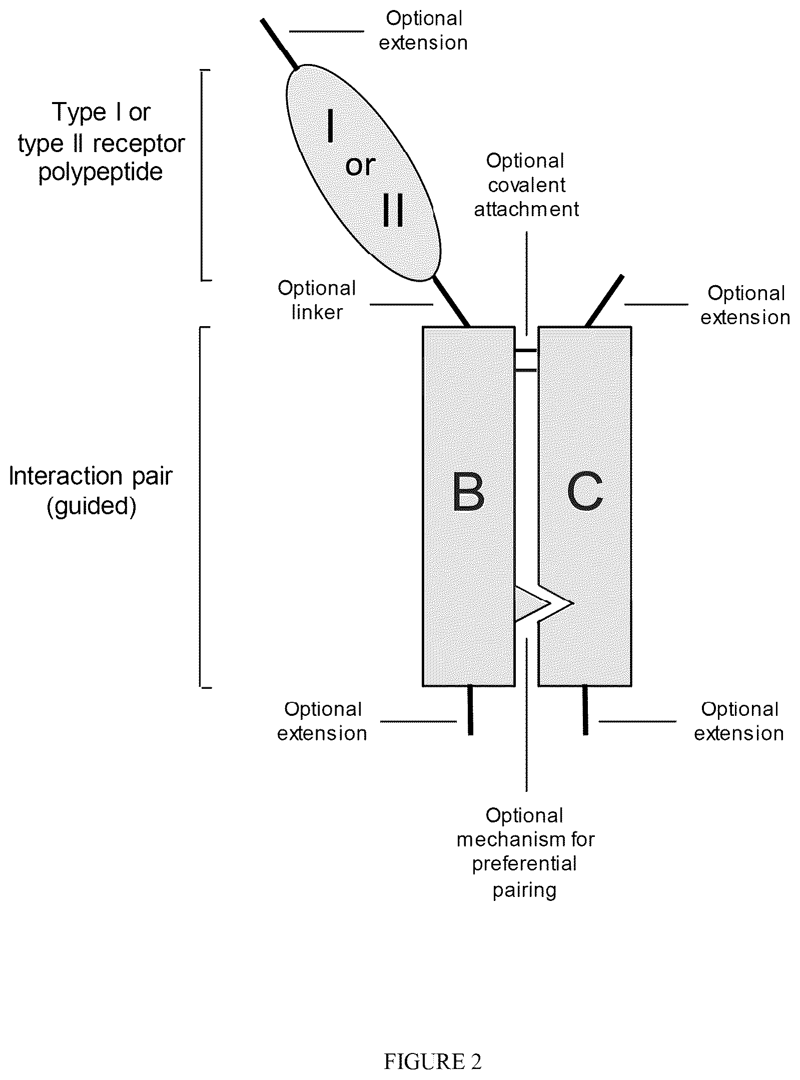 Patent US12338273 Figure 2 – Single-arm type I and type II receptor fusion proteins and uses thereof