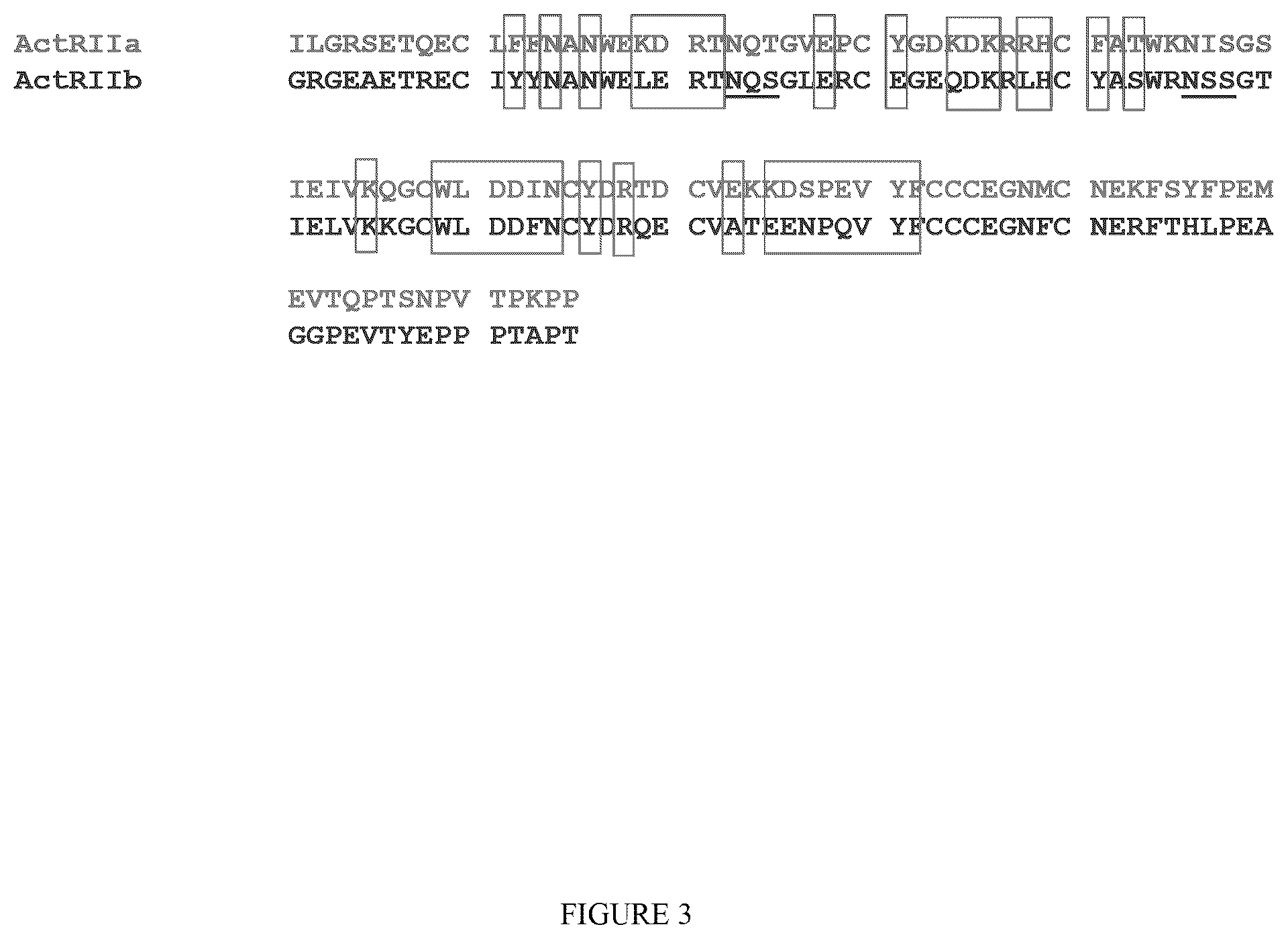 Patent US12338273 Figure 3 – Single-arm type I and type II receptor fusion proteins and uses thereof