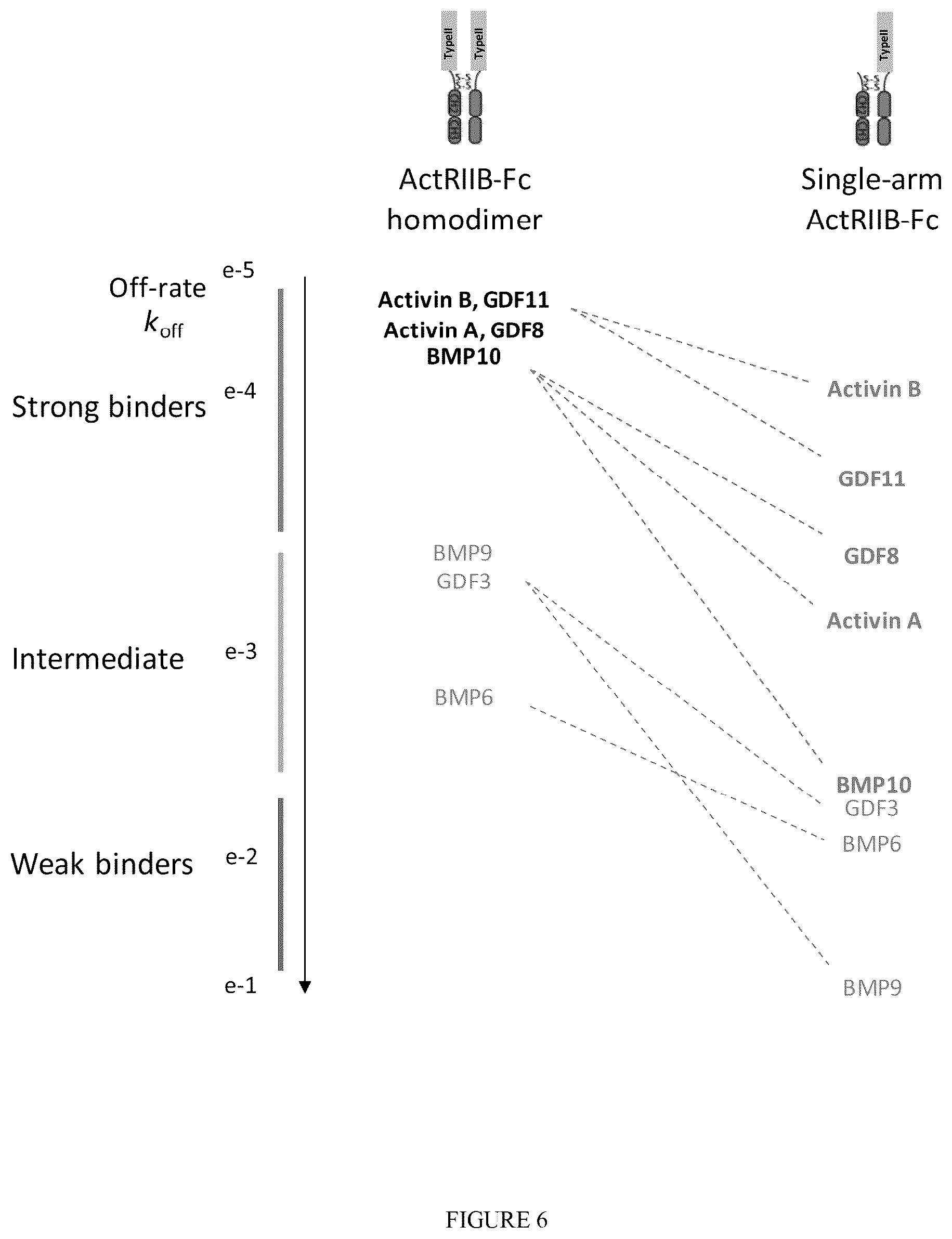 Patent US12338273 Figure 6 – Single-arm type I and type II receptor fusion proteins and uses thereof