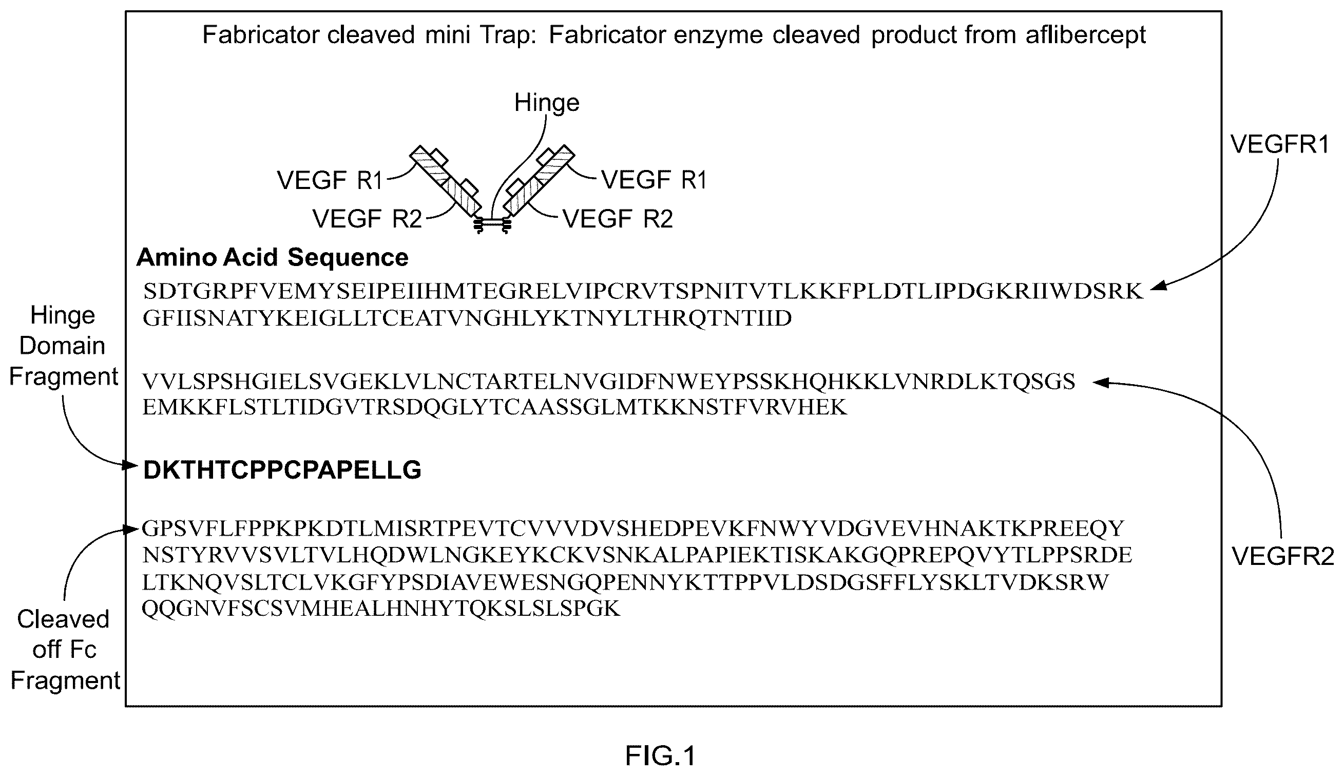 Patent US12338274 Figure 1 – Anti-VEGF protein compositions and methods for producing the same