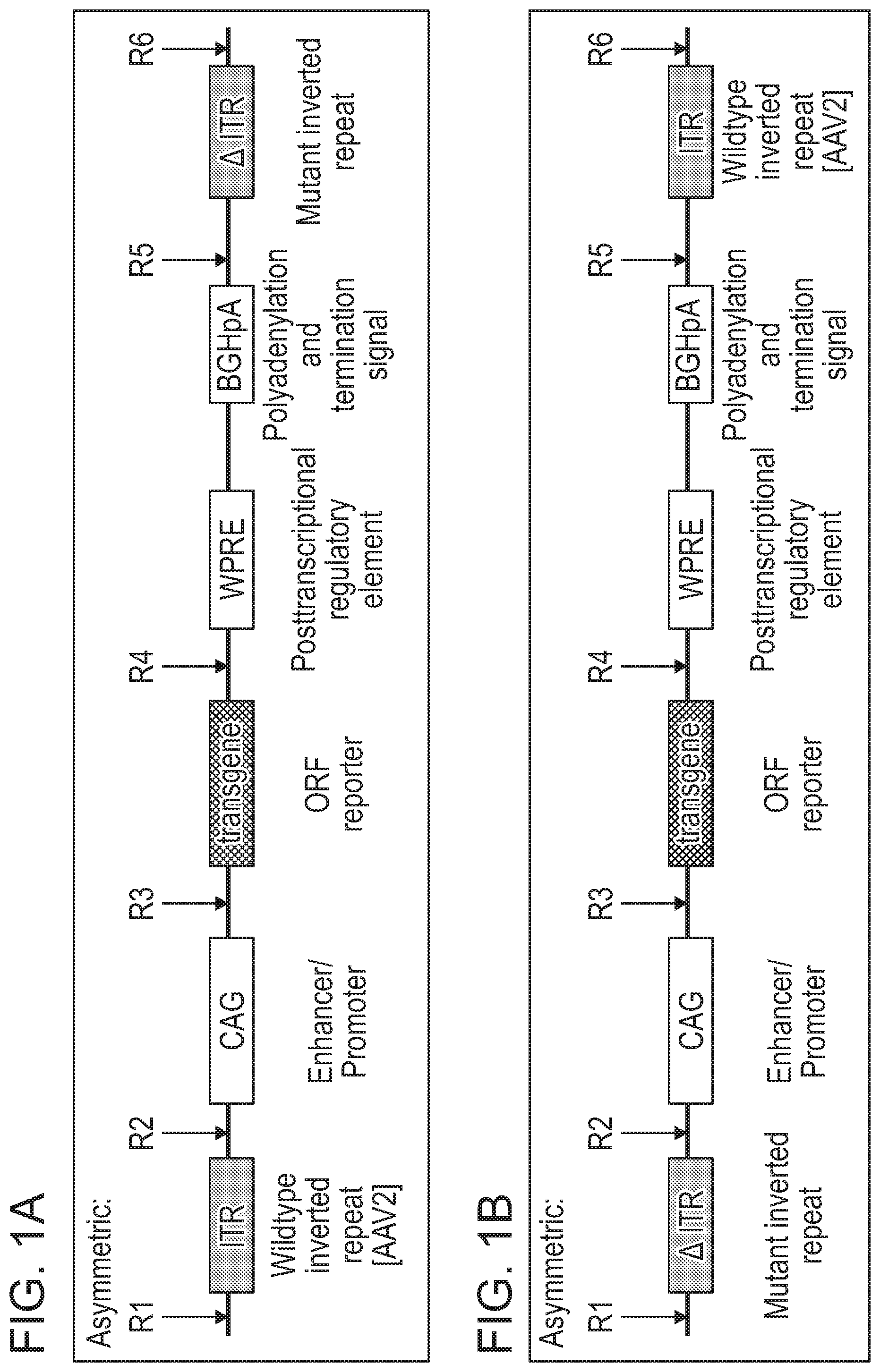 Patent US12338275 — Non-viral DNA vectors and uses thereof for expressing FVIII therapeutics — Figure 1