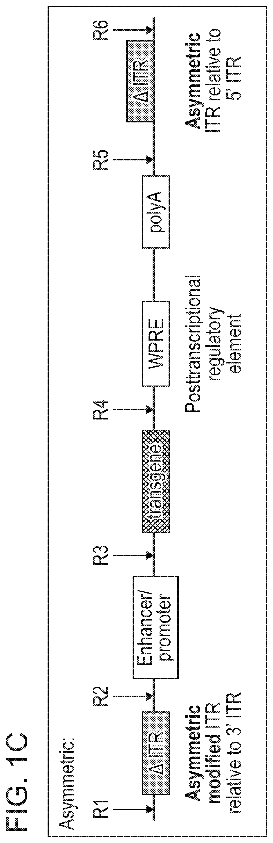 Patent US12338275 Figure 2 – Non-viral DNA vectors and uses thereof for expressing FVIII therapeutics
