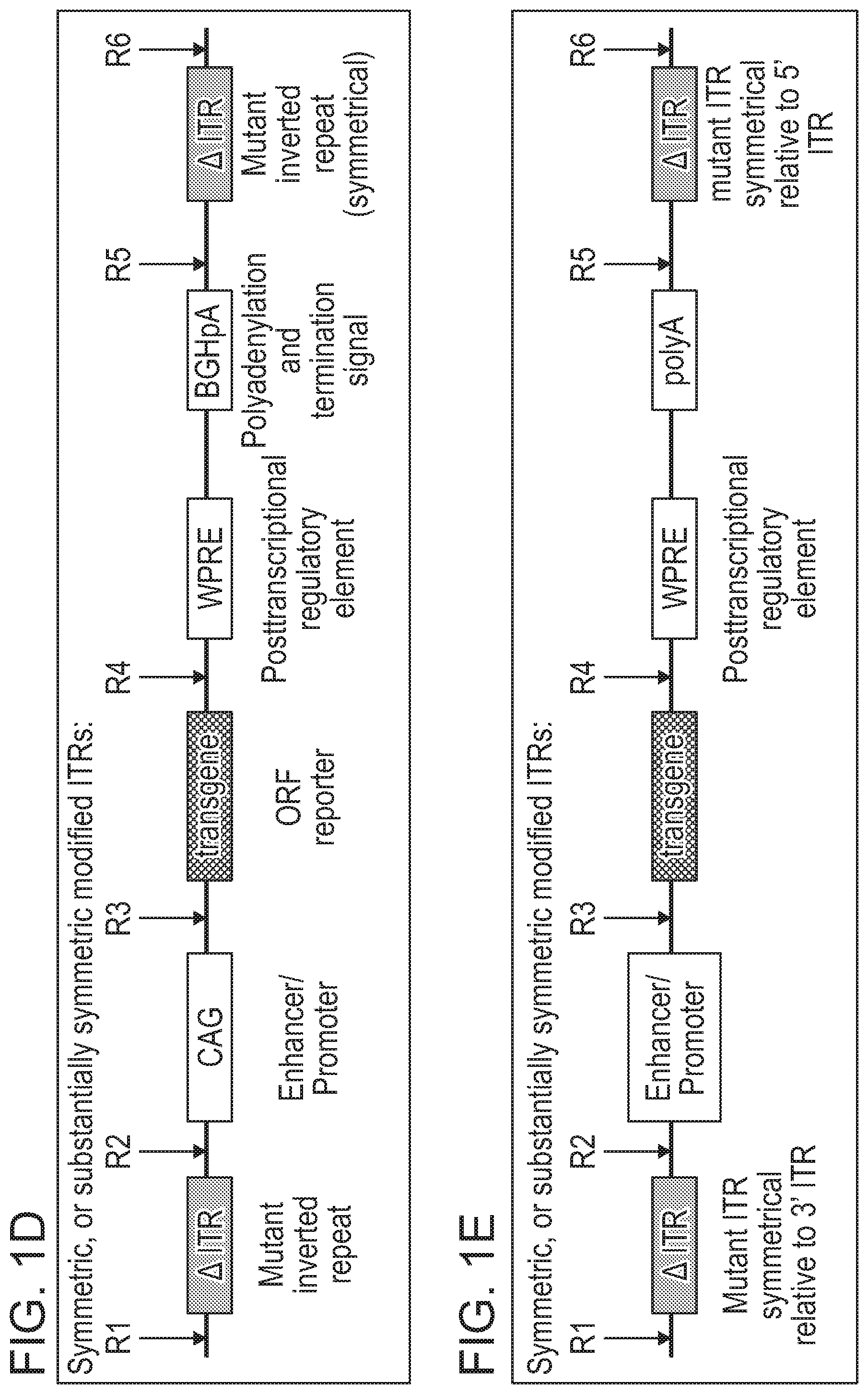 Patent US12338275 Figure 3 – Non-viral DNA vectors and uses thereof for expressing FVIII therapeutics