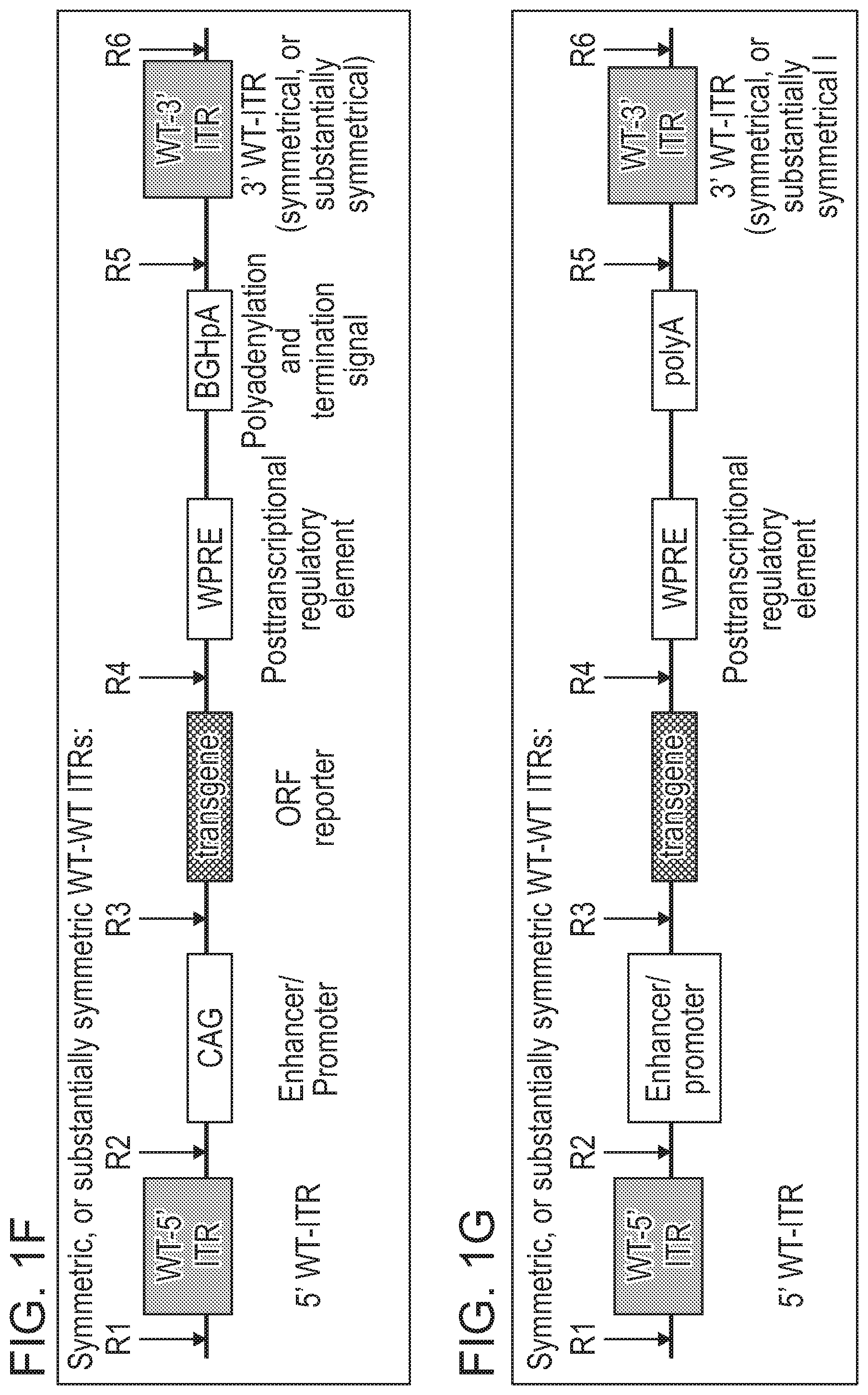 Patent US12338275 Figure 4 – Non-viral DNA vectors and uses thereof for expressing FVIII therapeutics