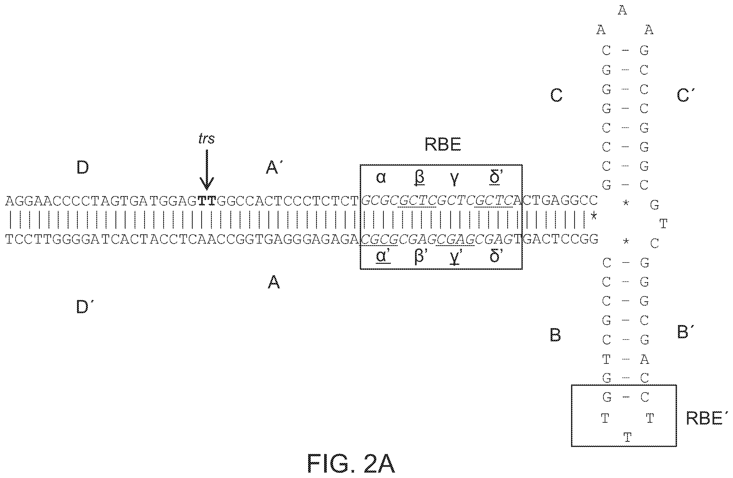 Patent US12338275 Figure 5 – Non-viral DNA vectors and uses thereof for expressing FVIII therapeutics