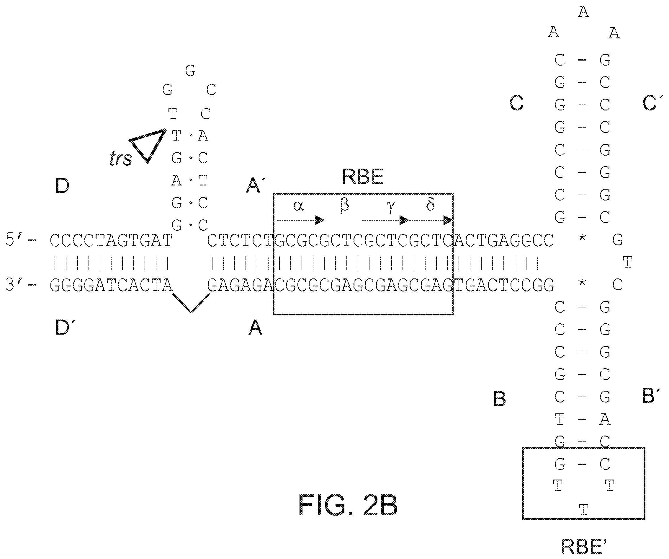 Patent US12338275 Figure 6 – Non-viral DNA vectors and uses thereof for expressing FVIII therapeutics