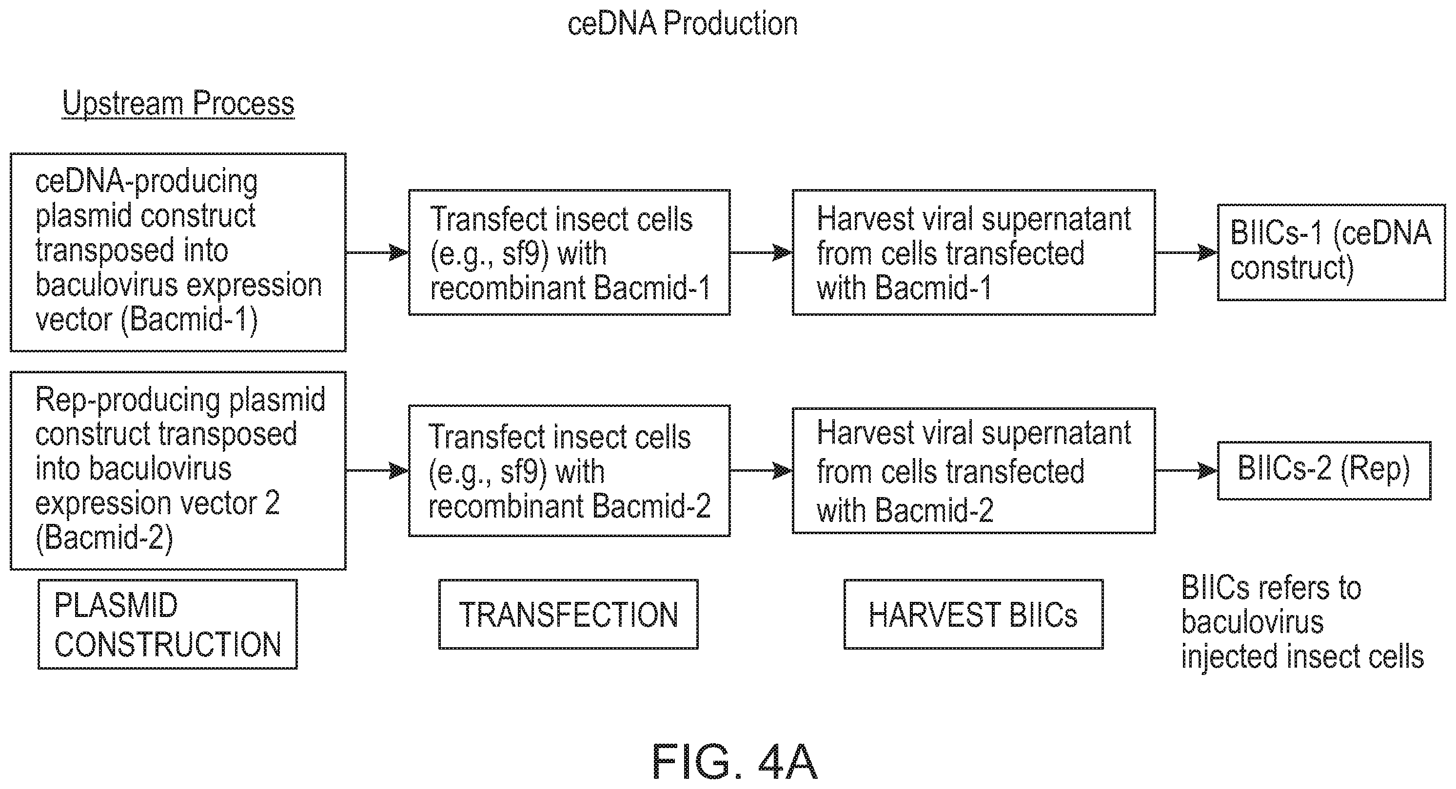 Patent US12338275 Figure 11 – Non-viral DNA vectors and uses thereof for expressing FVIII therapeutics