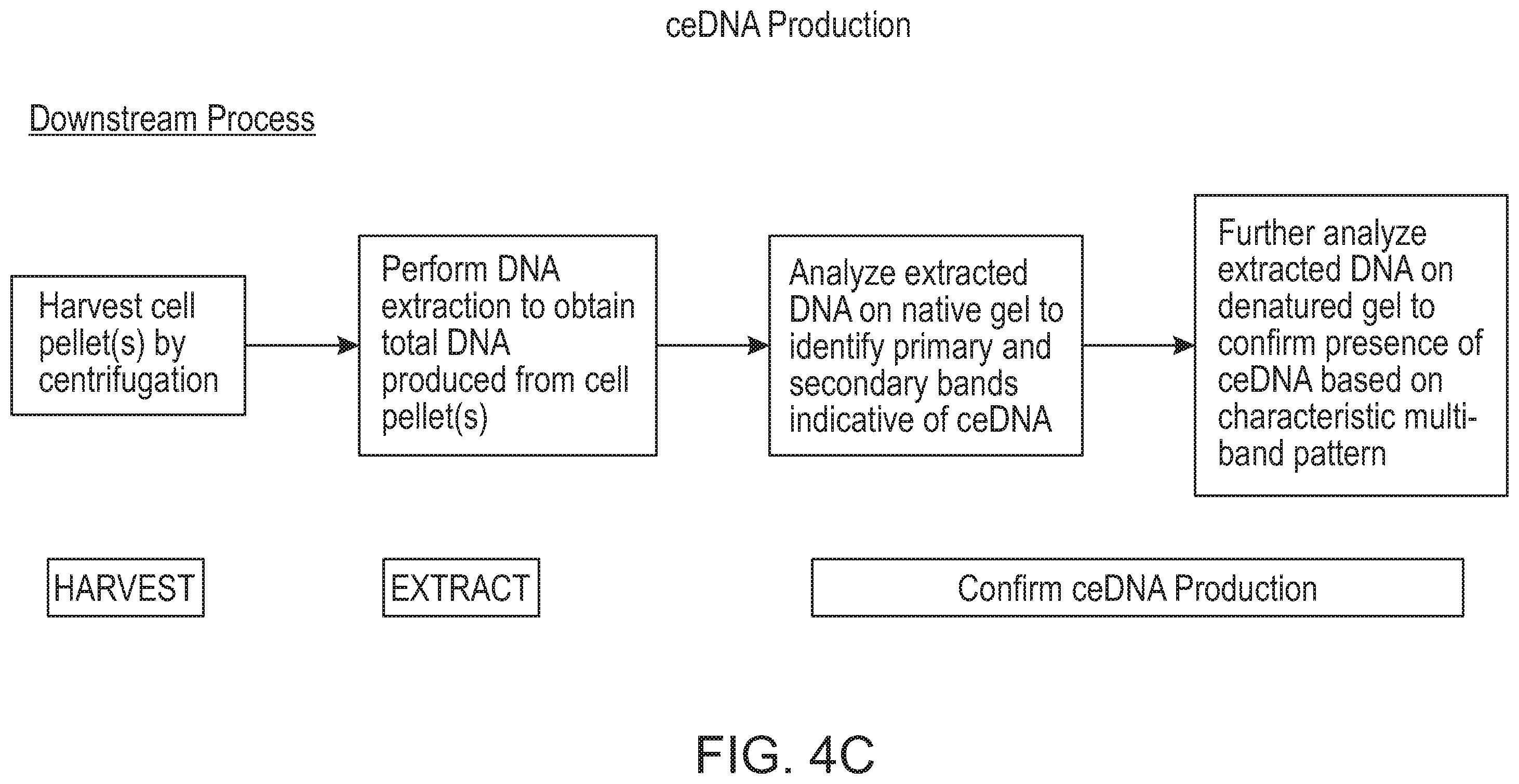 Patent US12338275 Figure 13 – Non-viral DNA vectors and uses thereof for expressing FVIII therapeutics