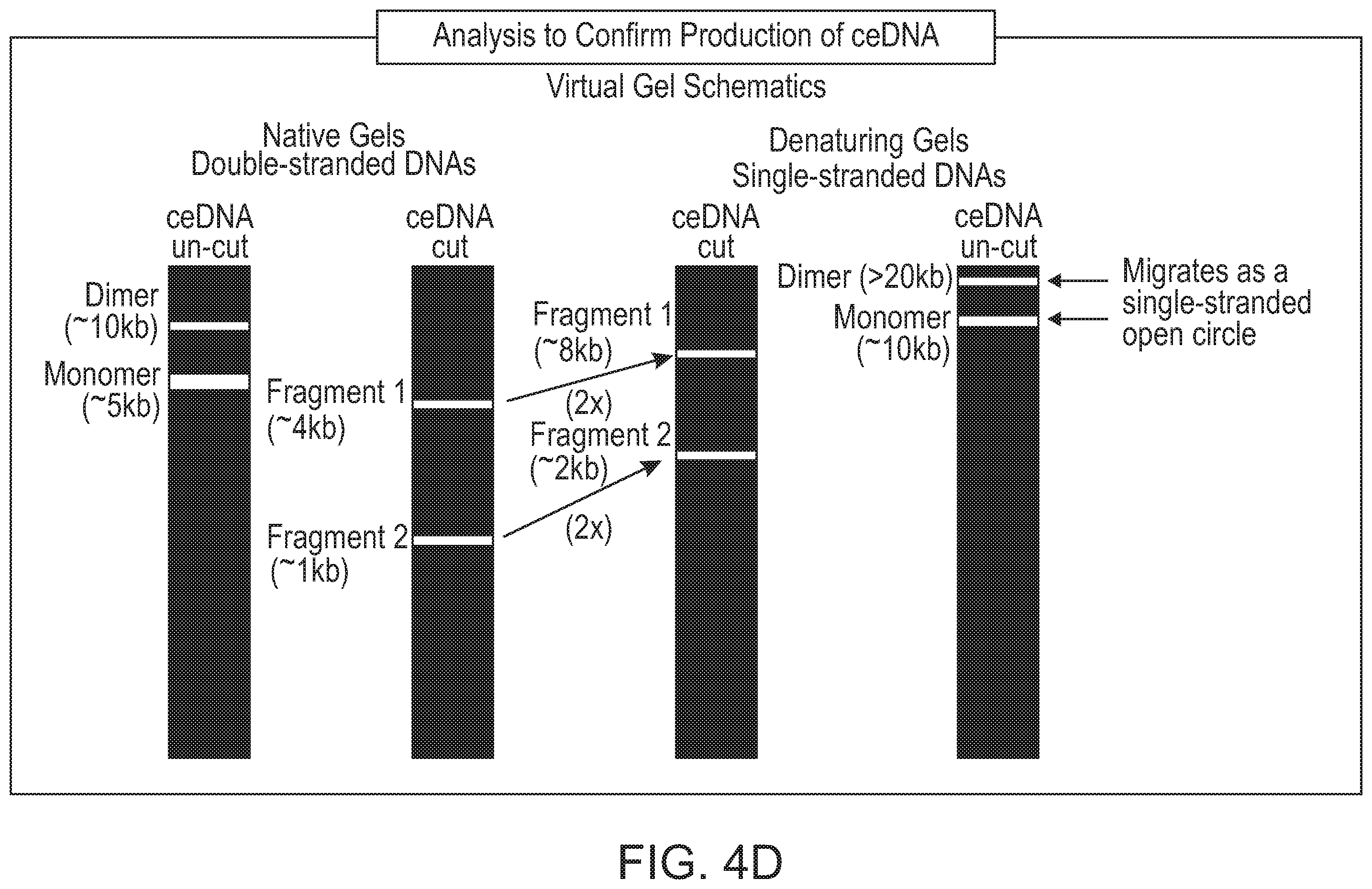 Patent US12338275 Figure 14 – Non-viral DNA vectors and uses thereof for expressing FVIII therapeutics