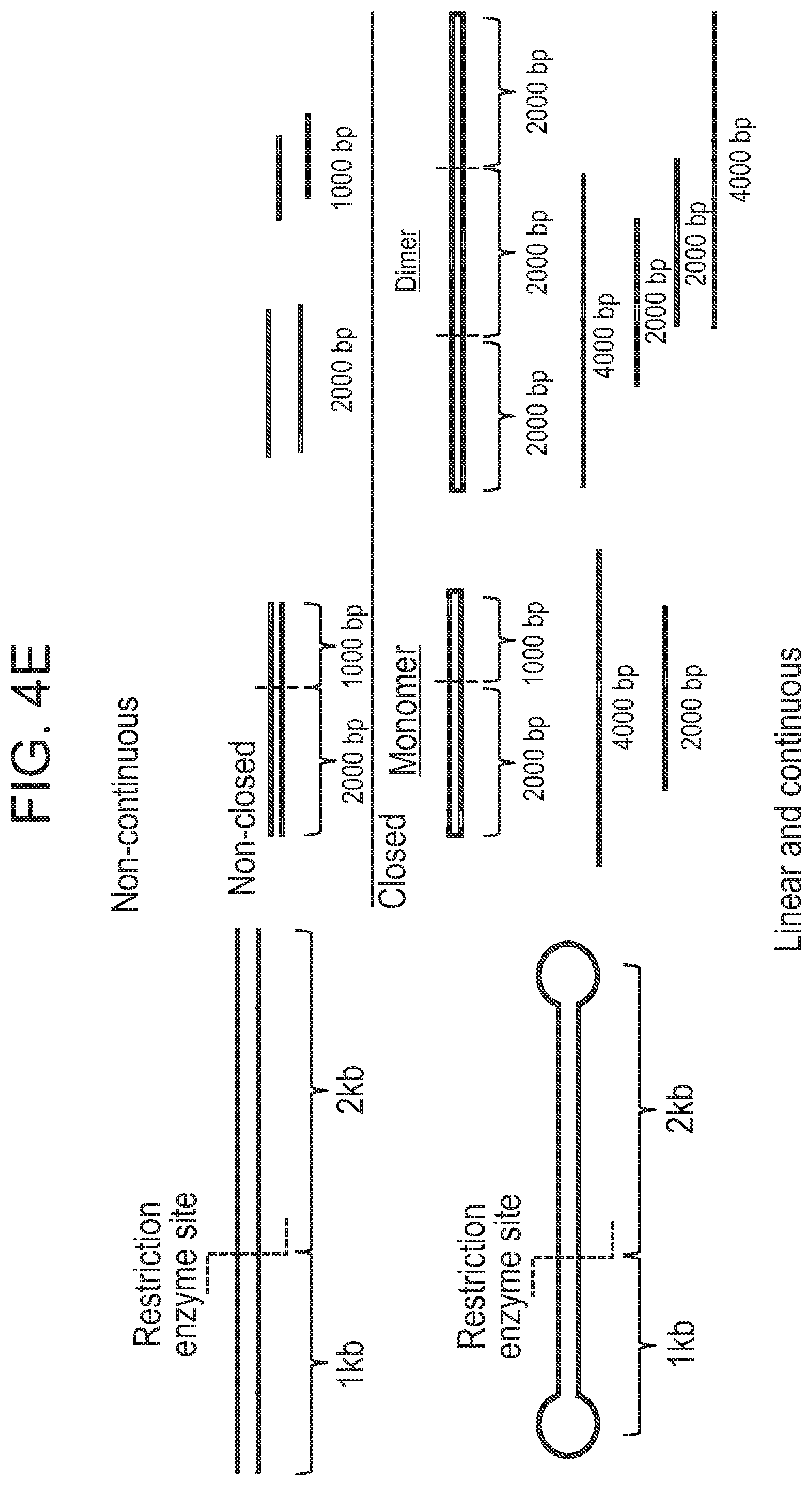 Patent US12338275 Figure 15 – Non-viral DNA vectors and uses thereof for expressing FVIII therapeutics