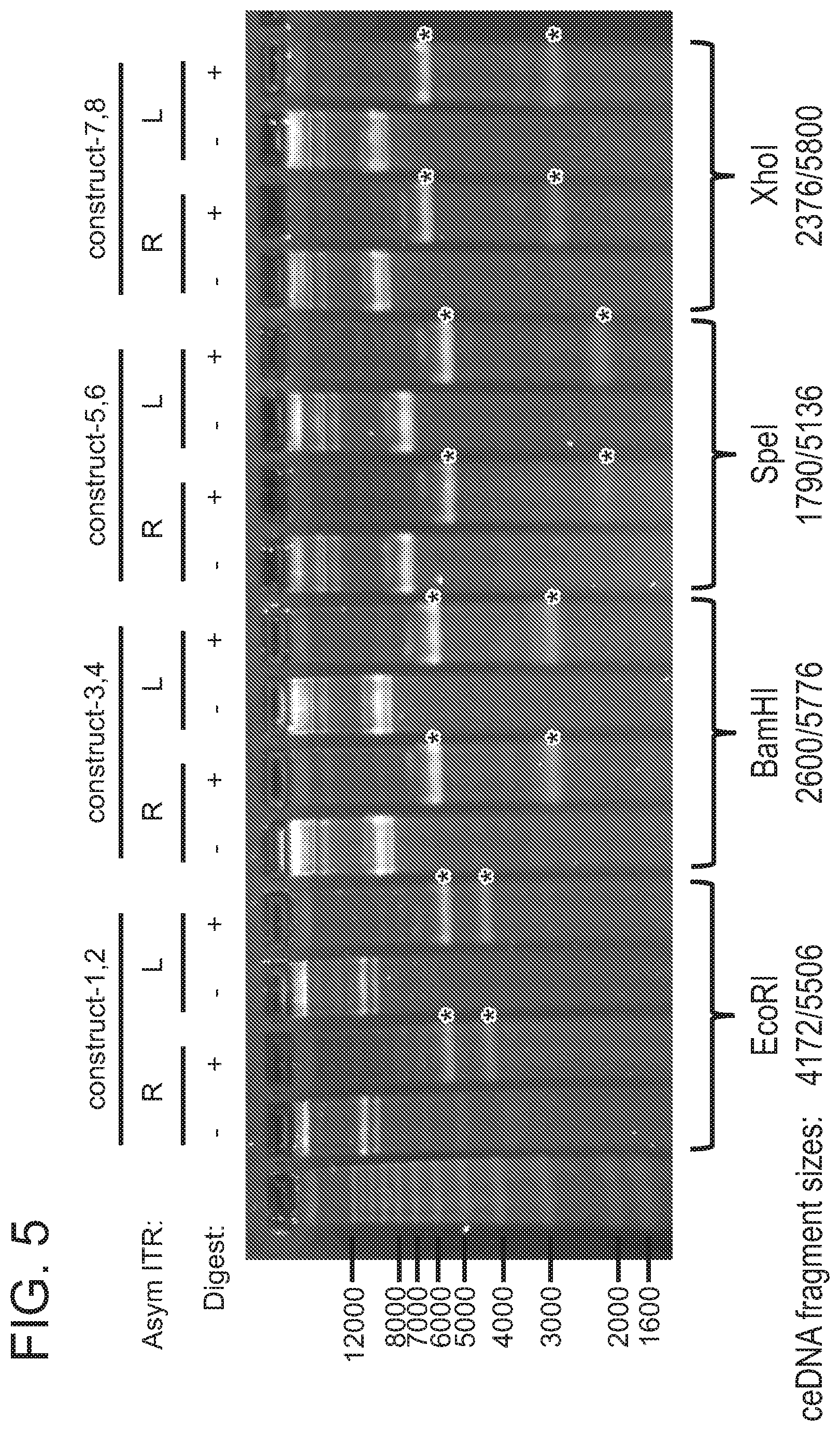Patent US12338275 Figure 16 – Non-viral DNA vectors and uses thereof for expressing FVIII therapeutics