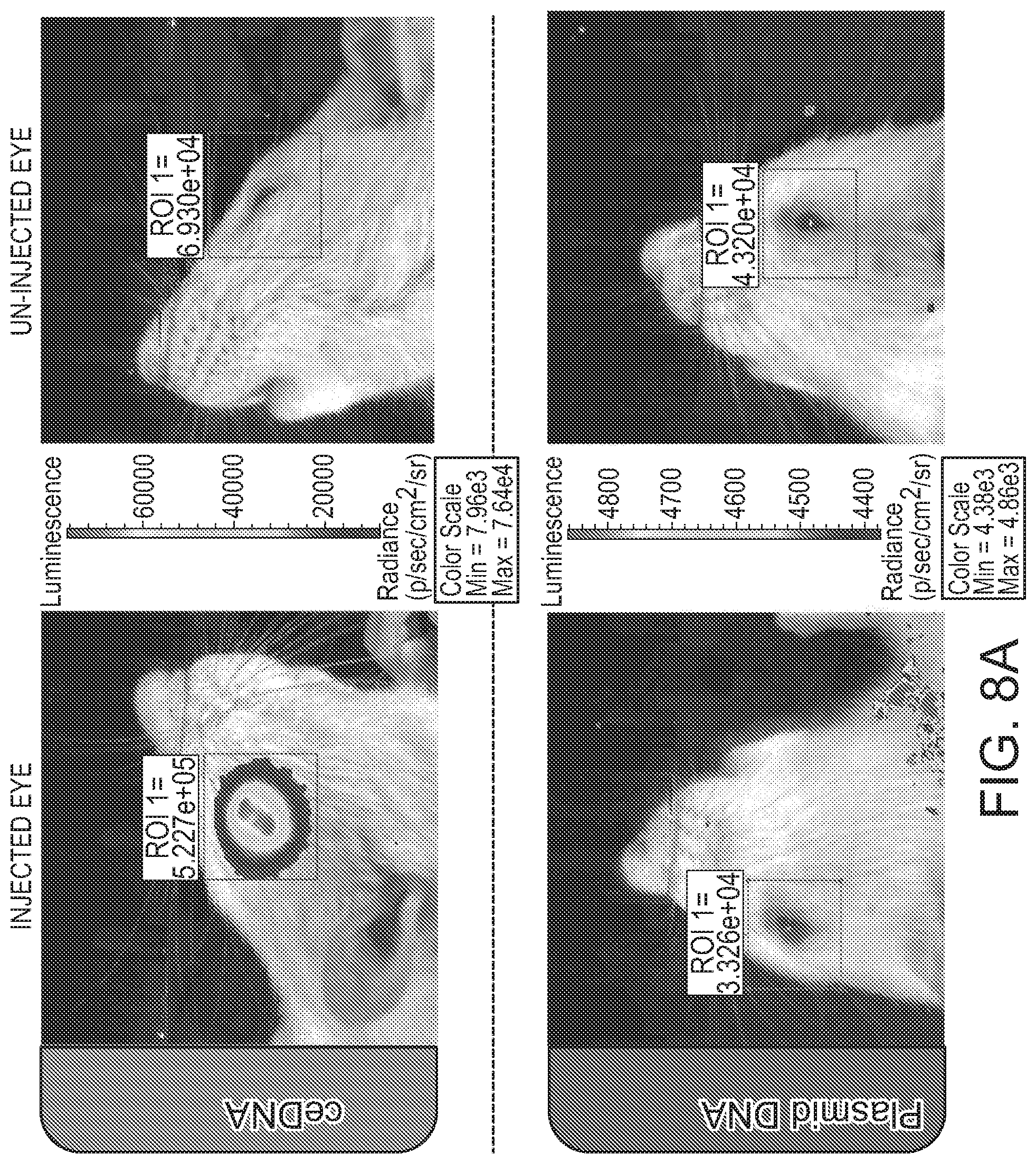 Patent US12338275 Figure 19 – Non-viral DNA vectors and uses thereof for expressing FVIII therapeutics