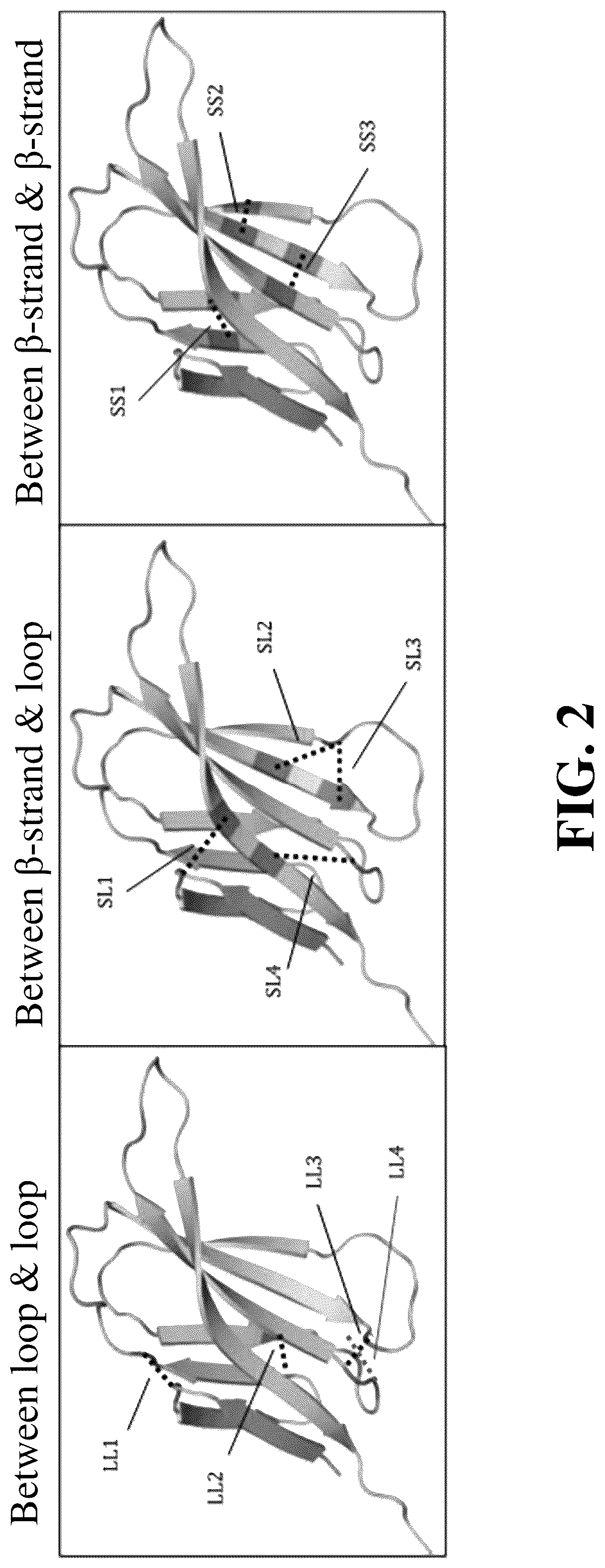 Patent US12338276 Figure 2 – Fibronectin type III domain-based protein and application thereof