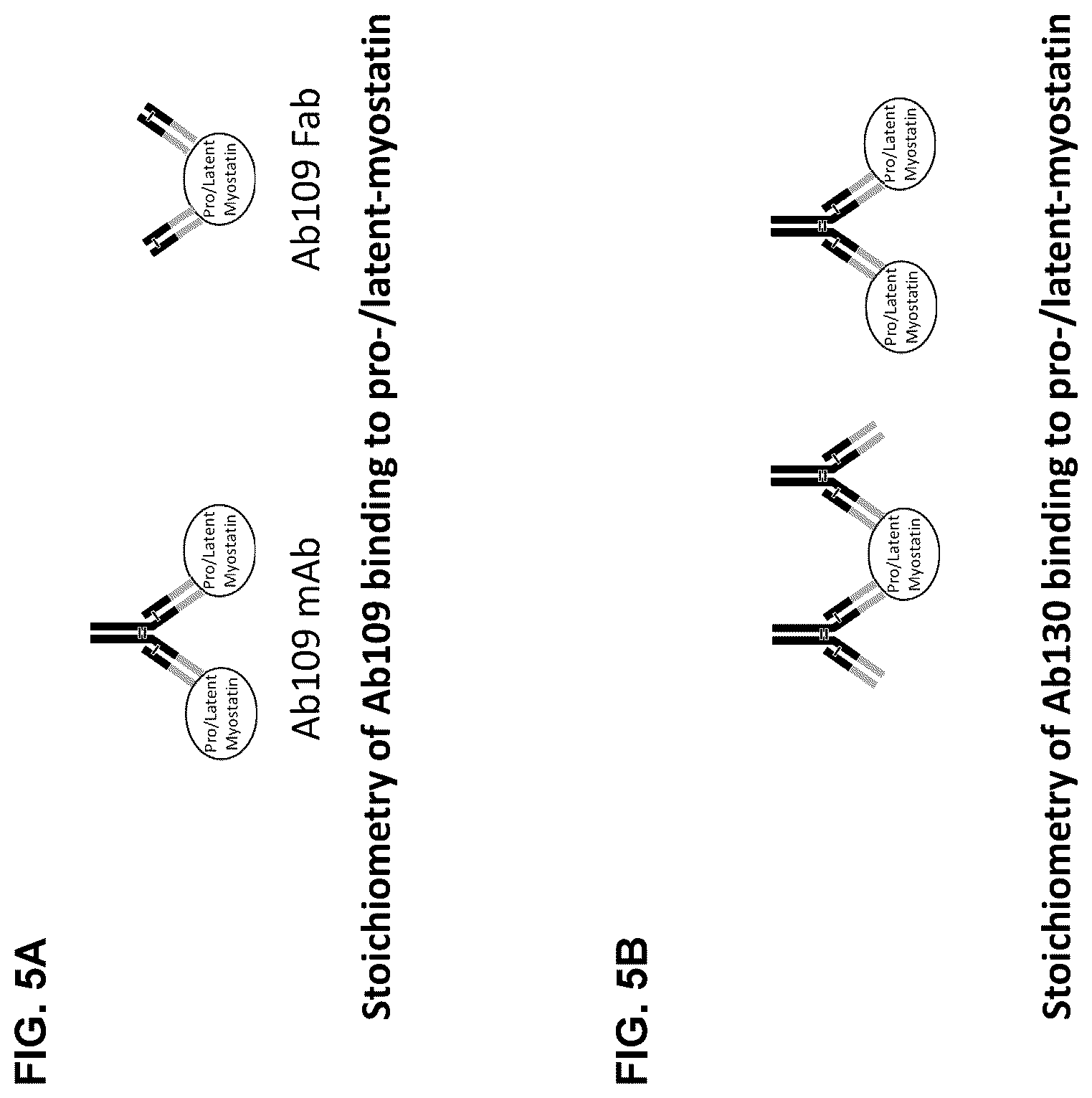 Patent US12338279 Figure 7 – Selective and potent inhibitory antibodies of myostatin activation