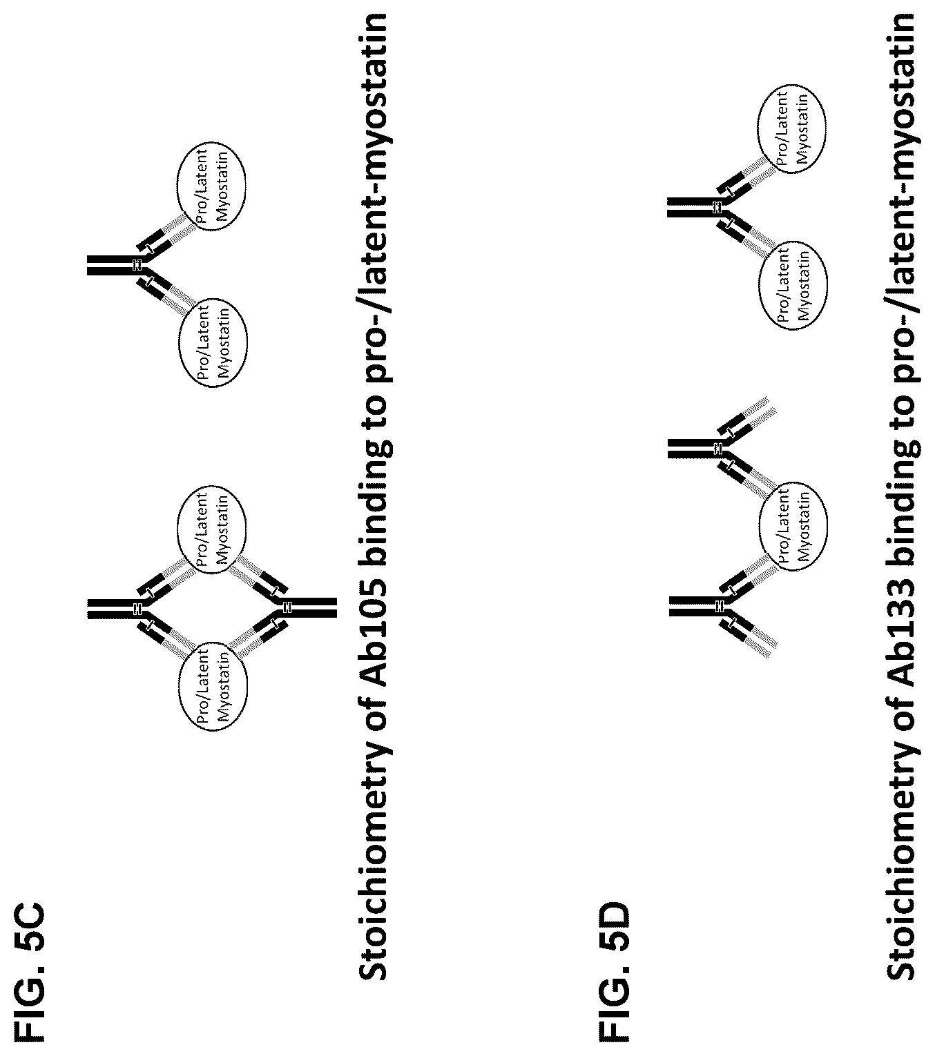 Patent US12338279 Figure 8 – Selective and potent inhibitory antibodies of myostatin activation