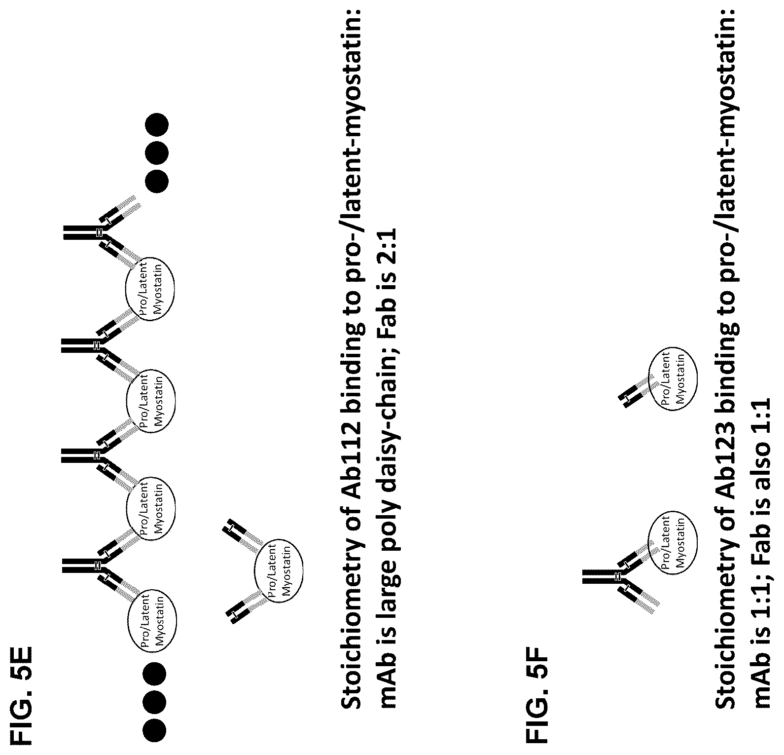 Patent US12338279 Figure 9 – Selective and potent inhibitory antibodies of myostatin activation