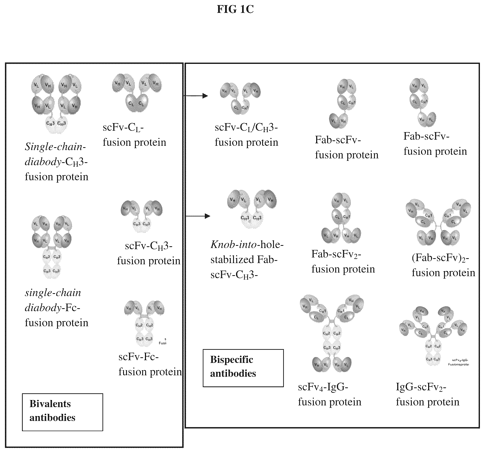 Patent US12338281 Figure 3 – Anti-adrenomedullin antibodies and pharmaceutical compositions thereof
