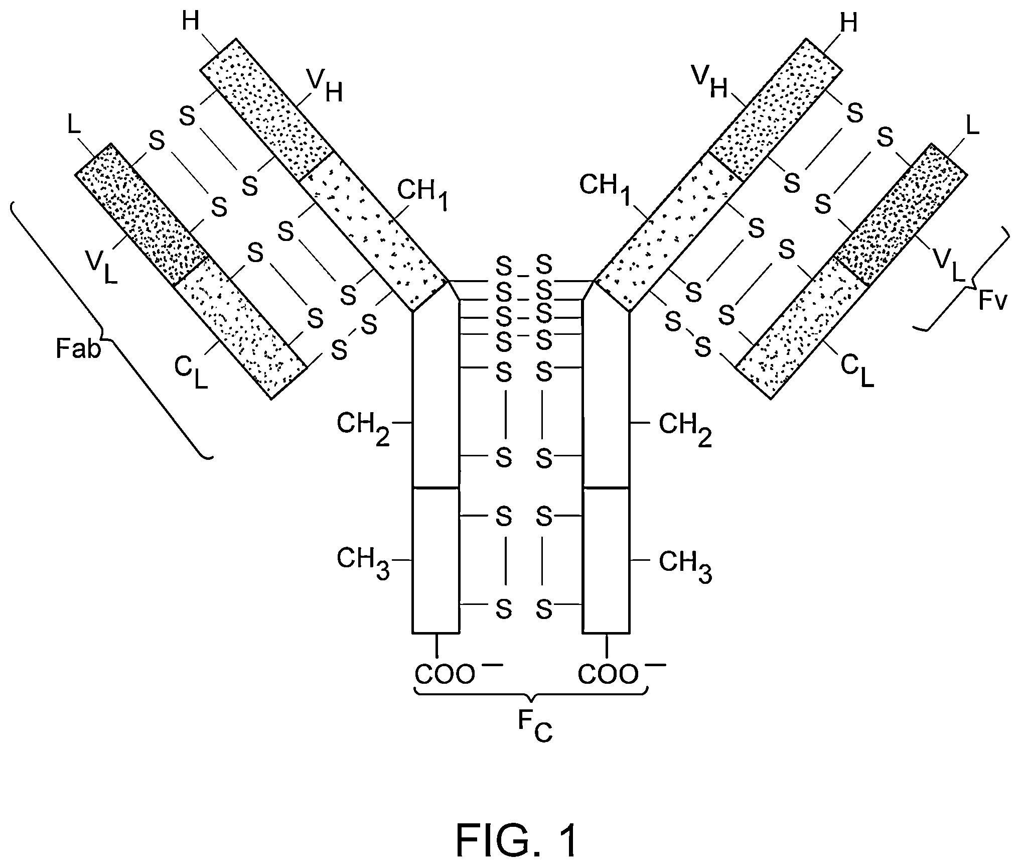 Patent US12338282 Figure 1 – Anti-Notch3 antibody