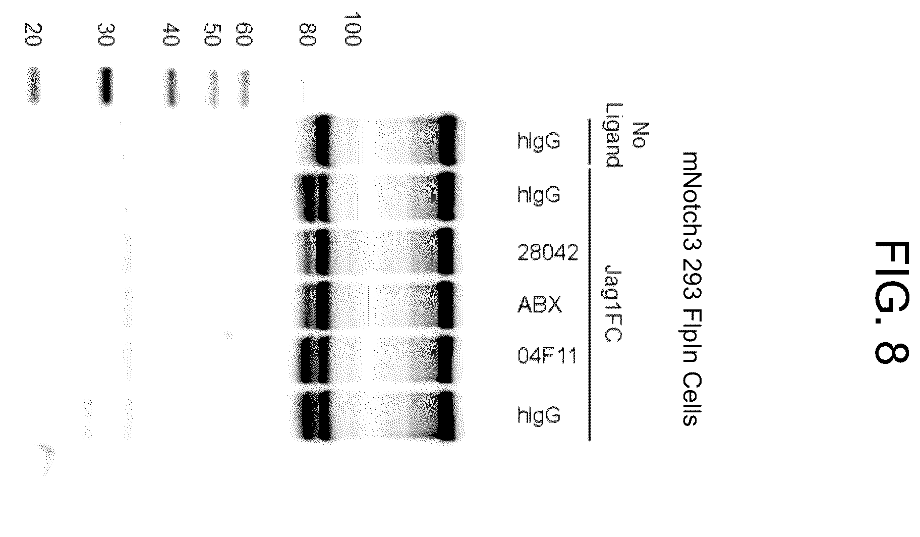 Patent US12338282 Figure 10 – Anti-Notch3 antibody