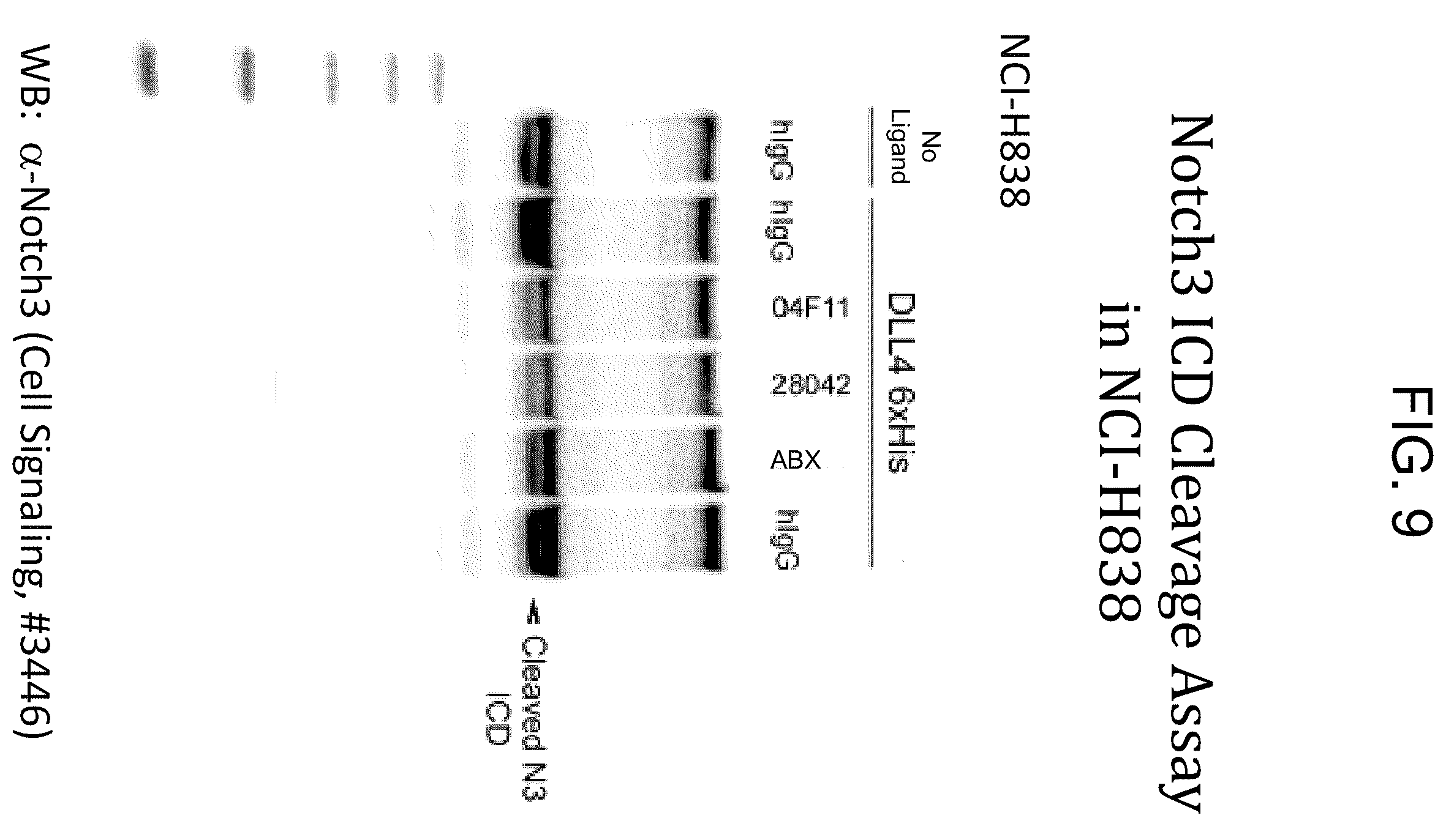 Patent US12338282 Figure 11 – Anti-Notch3 antibody