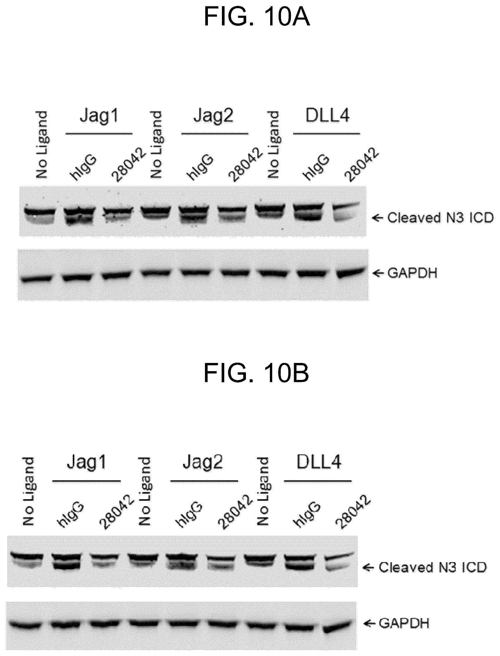 Patent US12338282 Figure 12 – Anti-Notch3 antibody