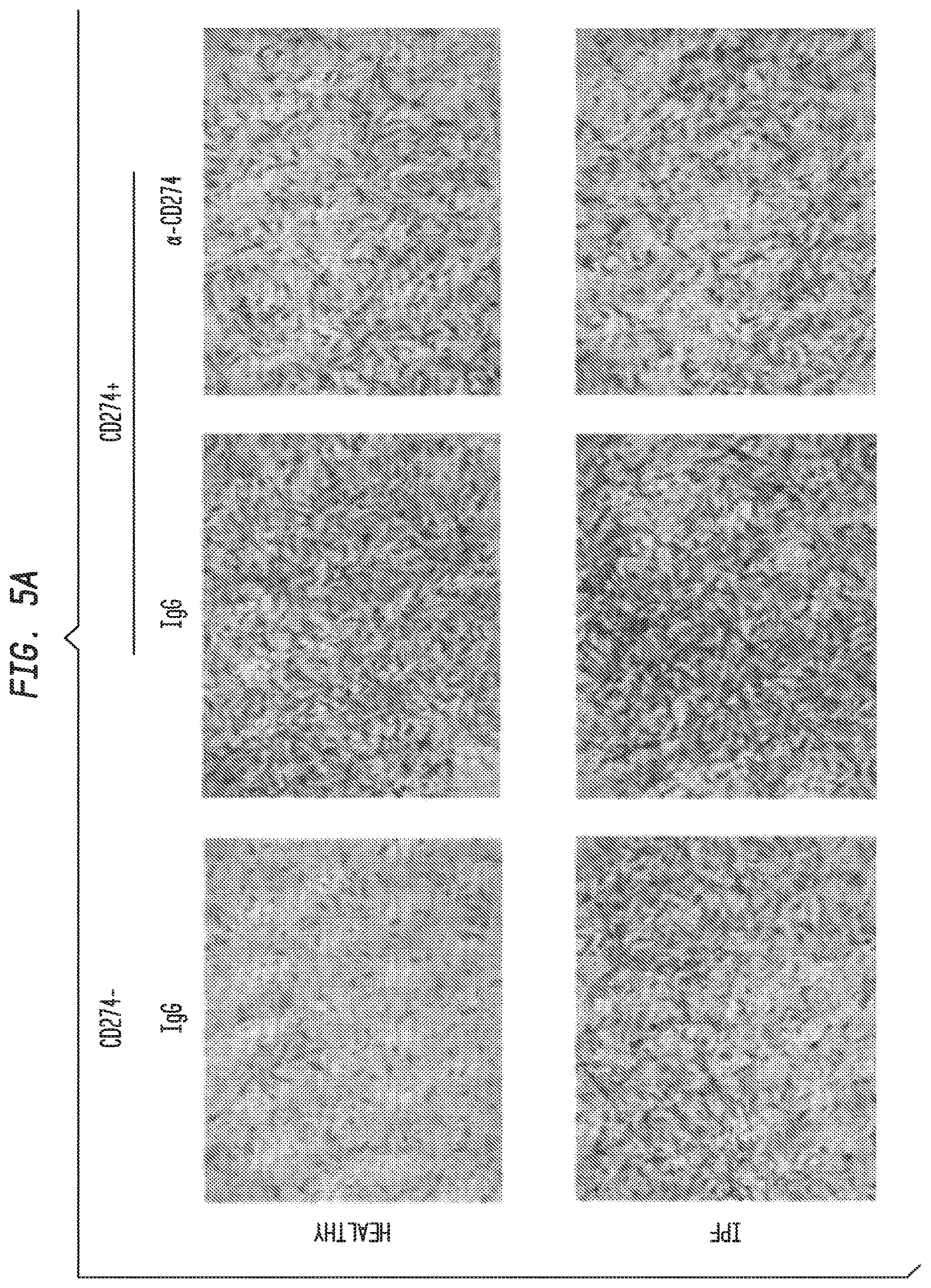 Patent US12338283 Figure 7 – Methods for targeting the immune checkpoint PD1 pathway for treating pulmonary fibrosis