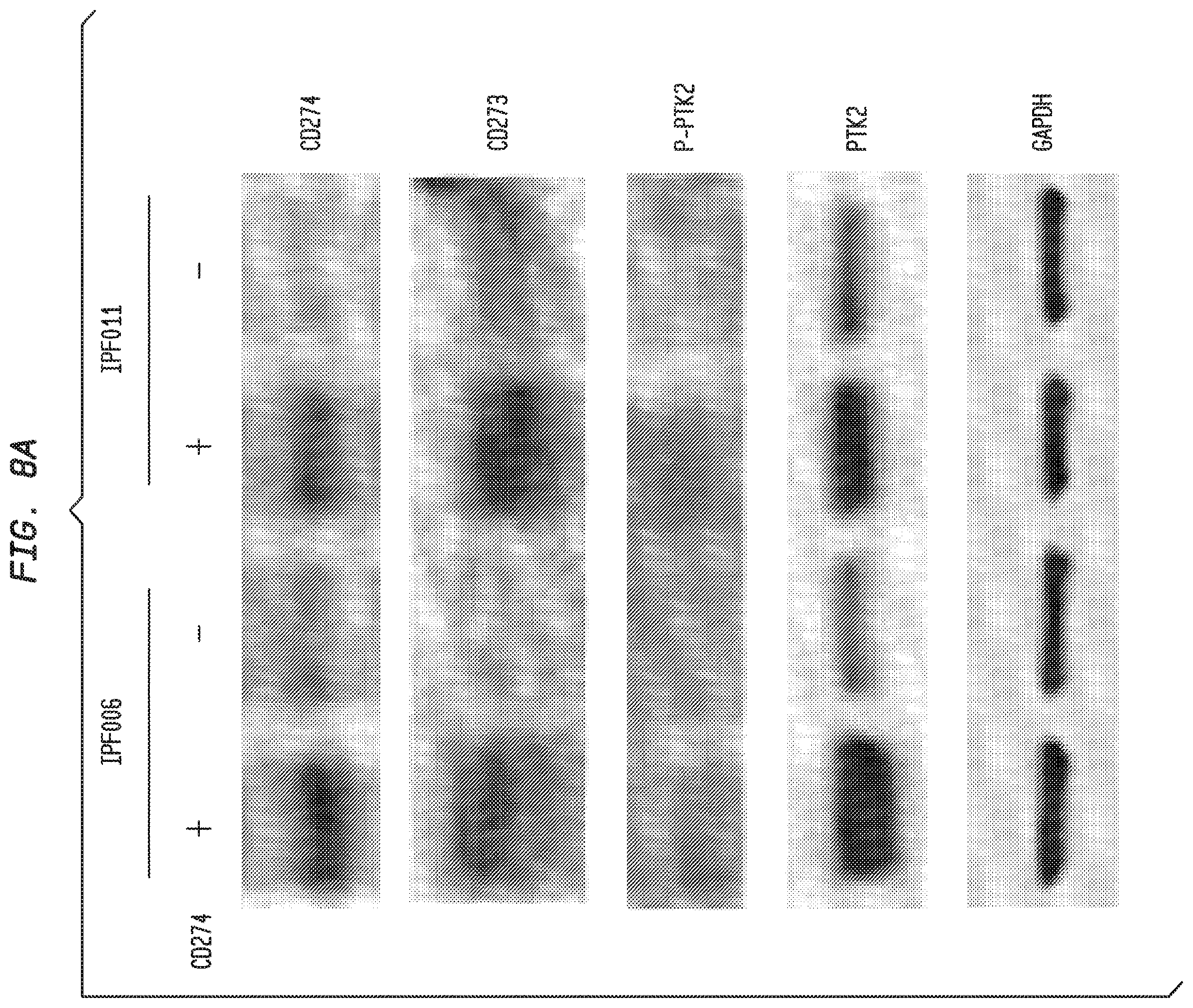 Patent US12338283 Figure 11 – Methods for targeting the immune checkpoint PD1 pathway for treating pulmonary fibrosis