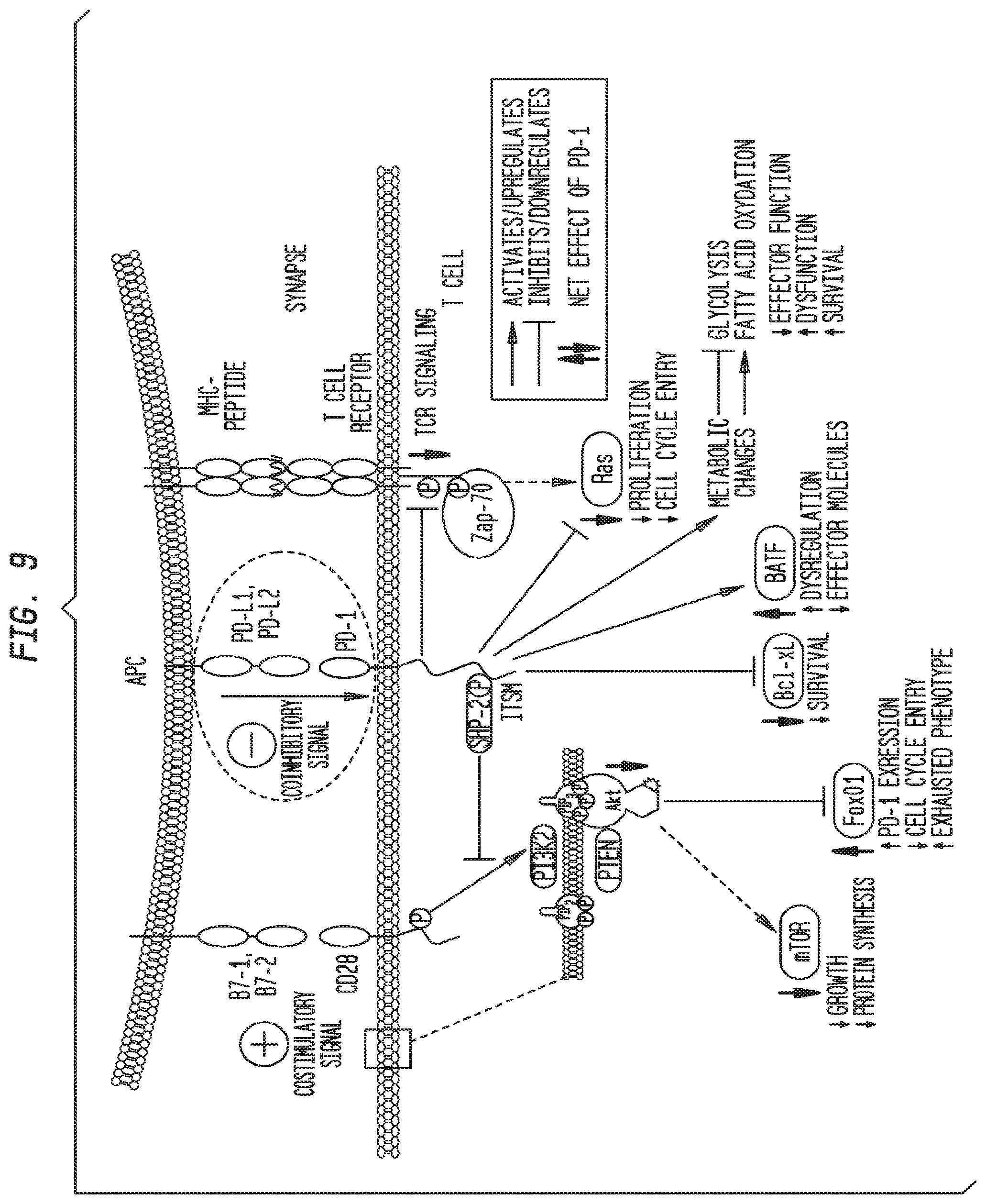Patent US12338283 Figure 13 – Methods for targeting the immune checkpoint PD1 pathway for treating pulmonary fibrosis