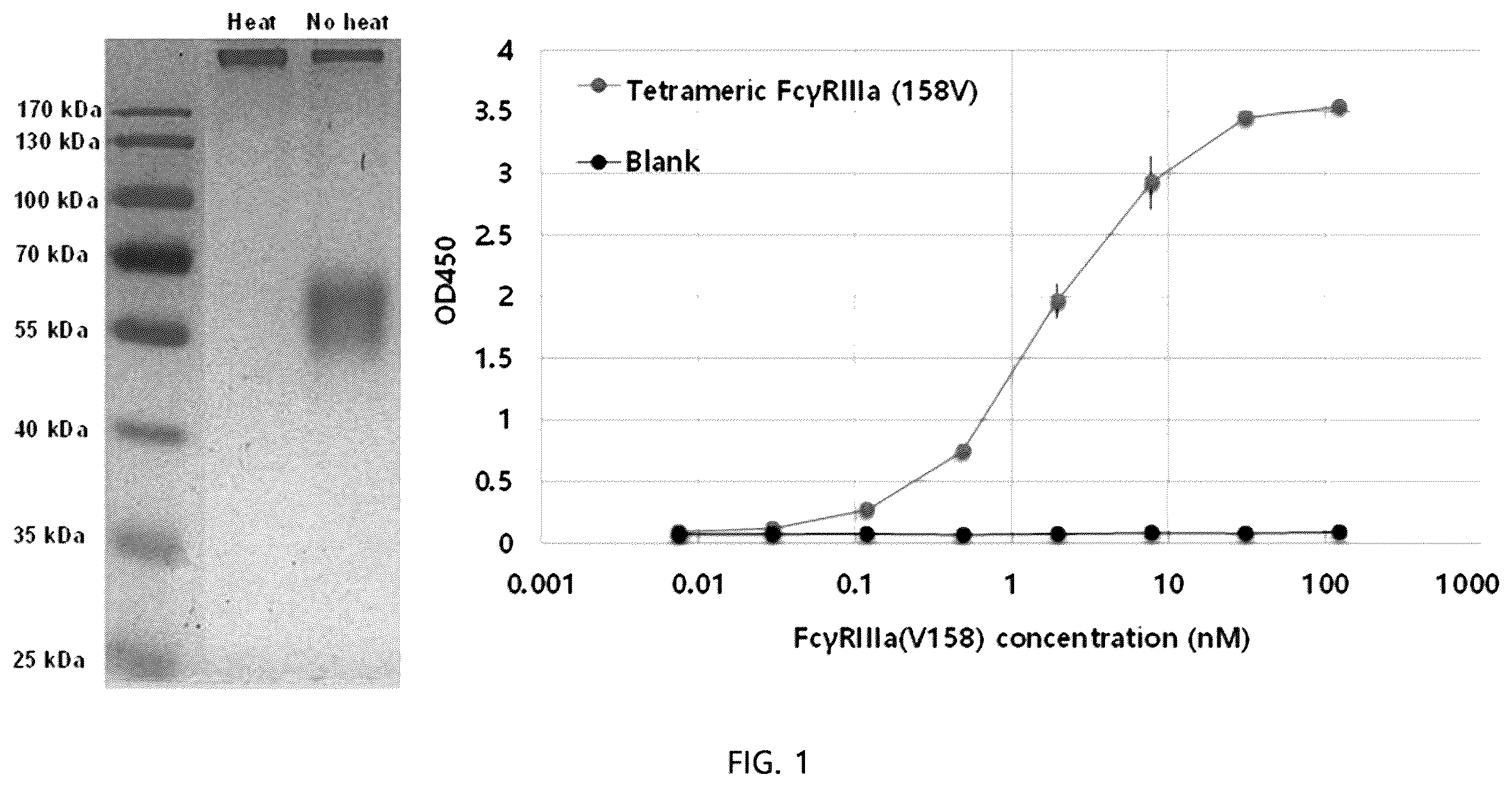 Patent US12338286 Figure 1 – Aglycosylated antibody Fc region for treating cancer