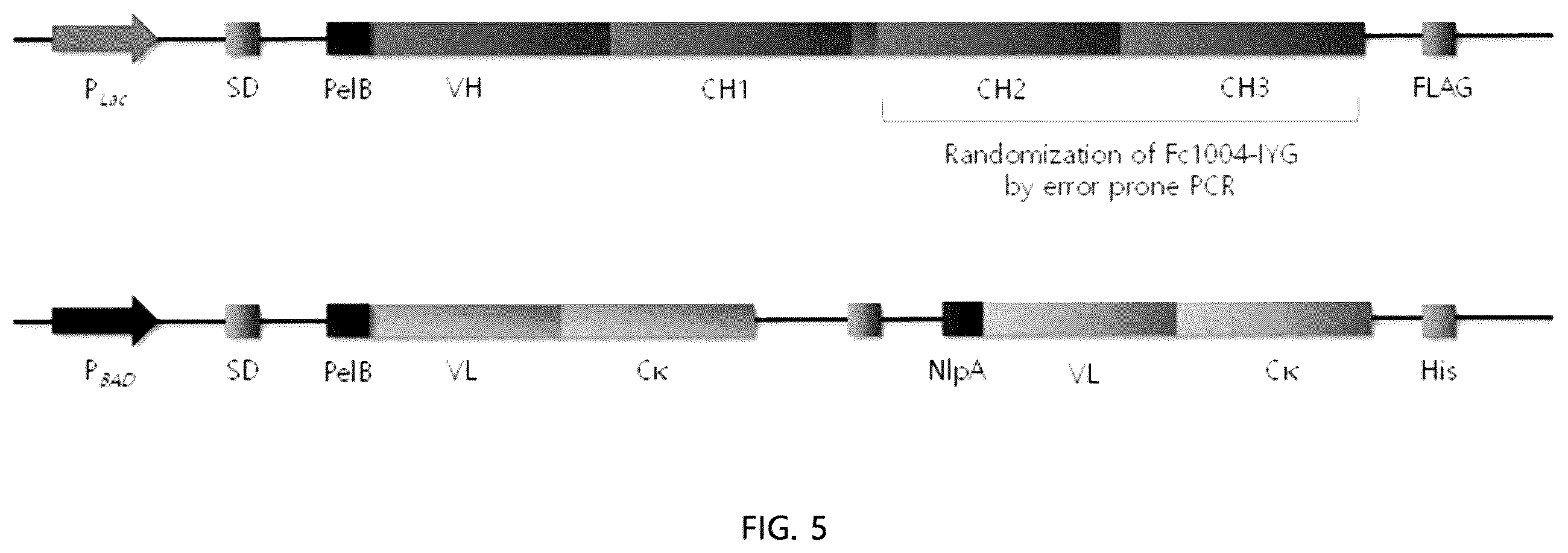 Patent US12338286 Figure 5 – Aglycosylated antibody Fc region for treating cancer