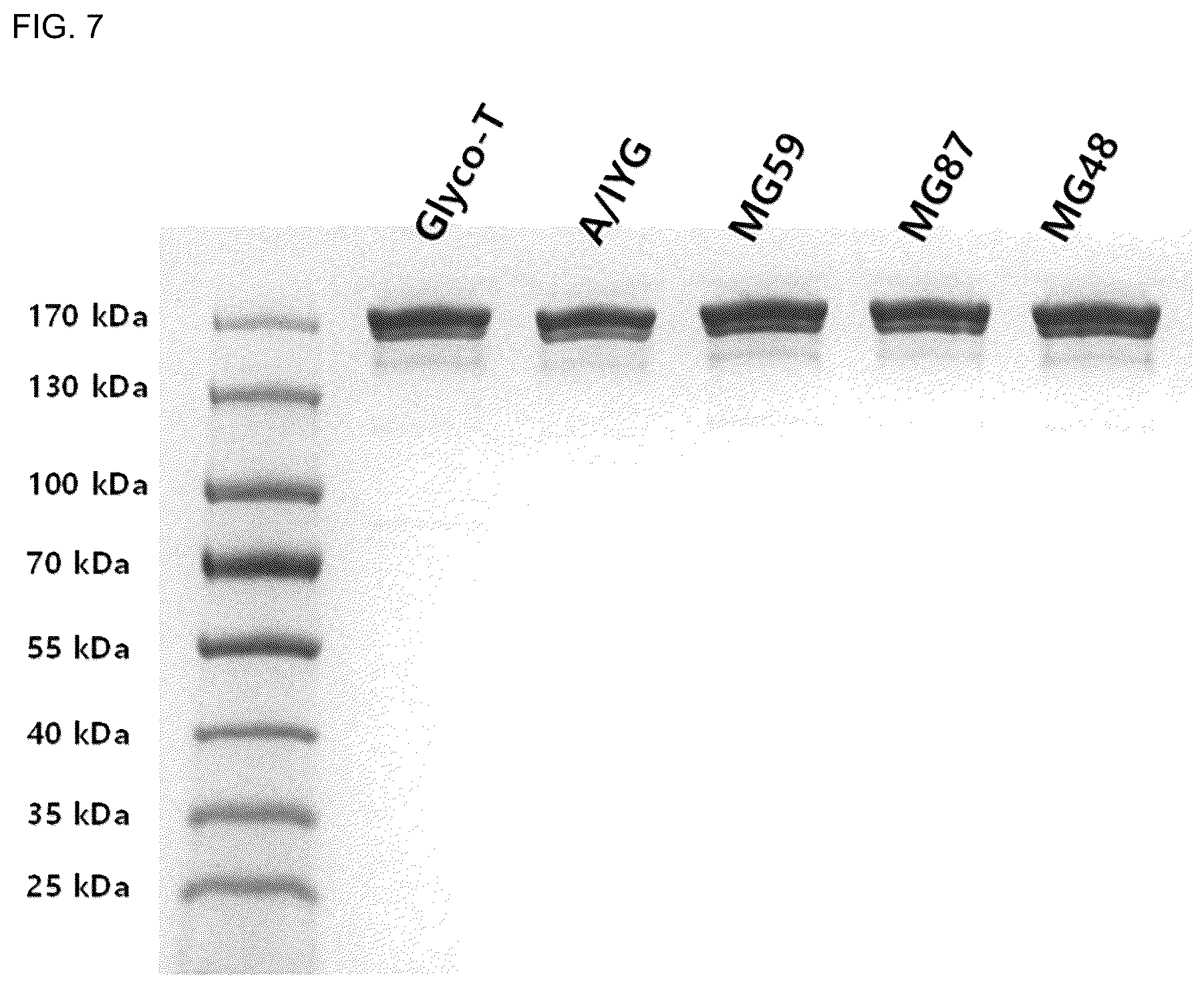 Patent US12338286 Figure 9 – Aglycosylated antibody Fc region for treating cancer